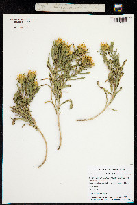 Oönopsis foliosa image