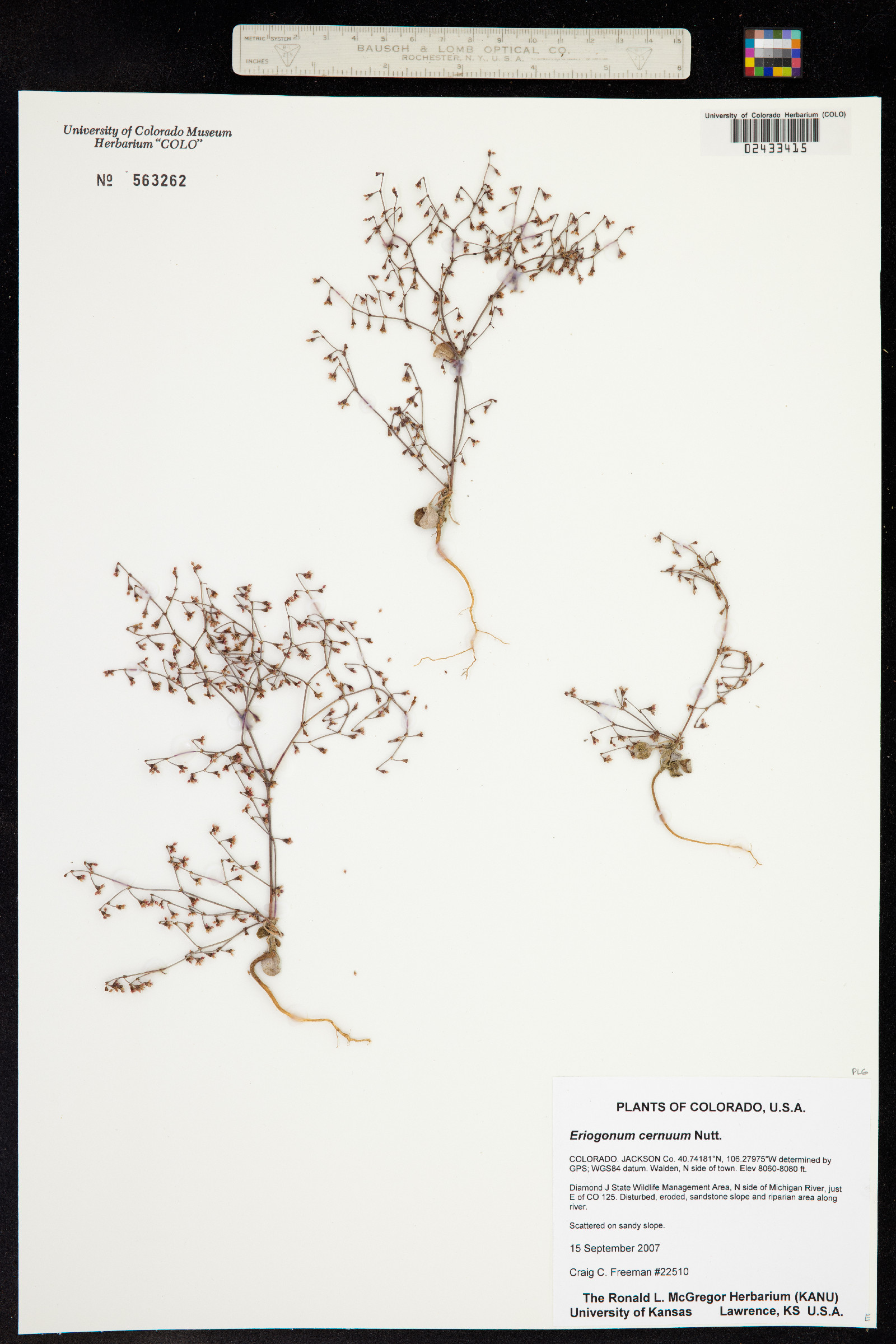 Eriogonum cernuum image