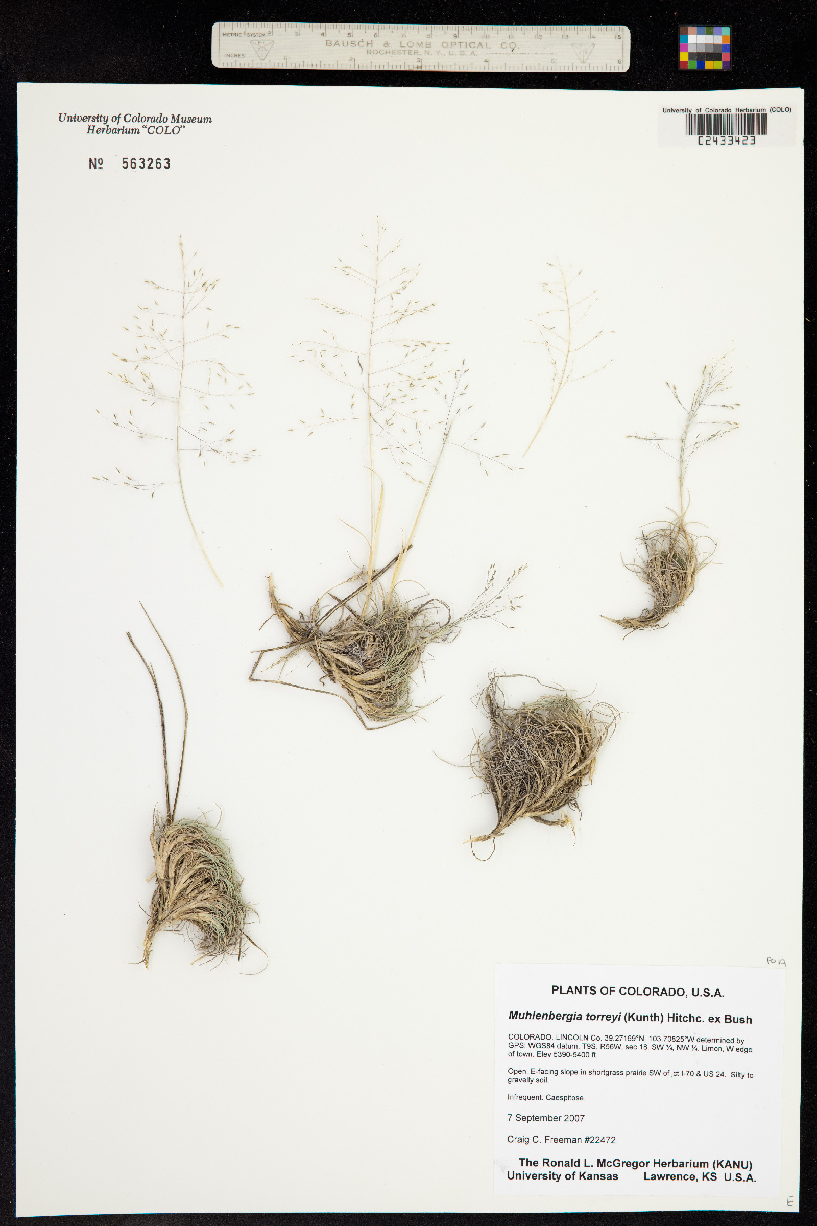 Muhlenbergia torreyi image