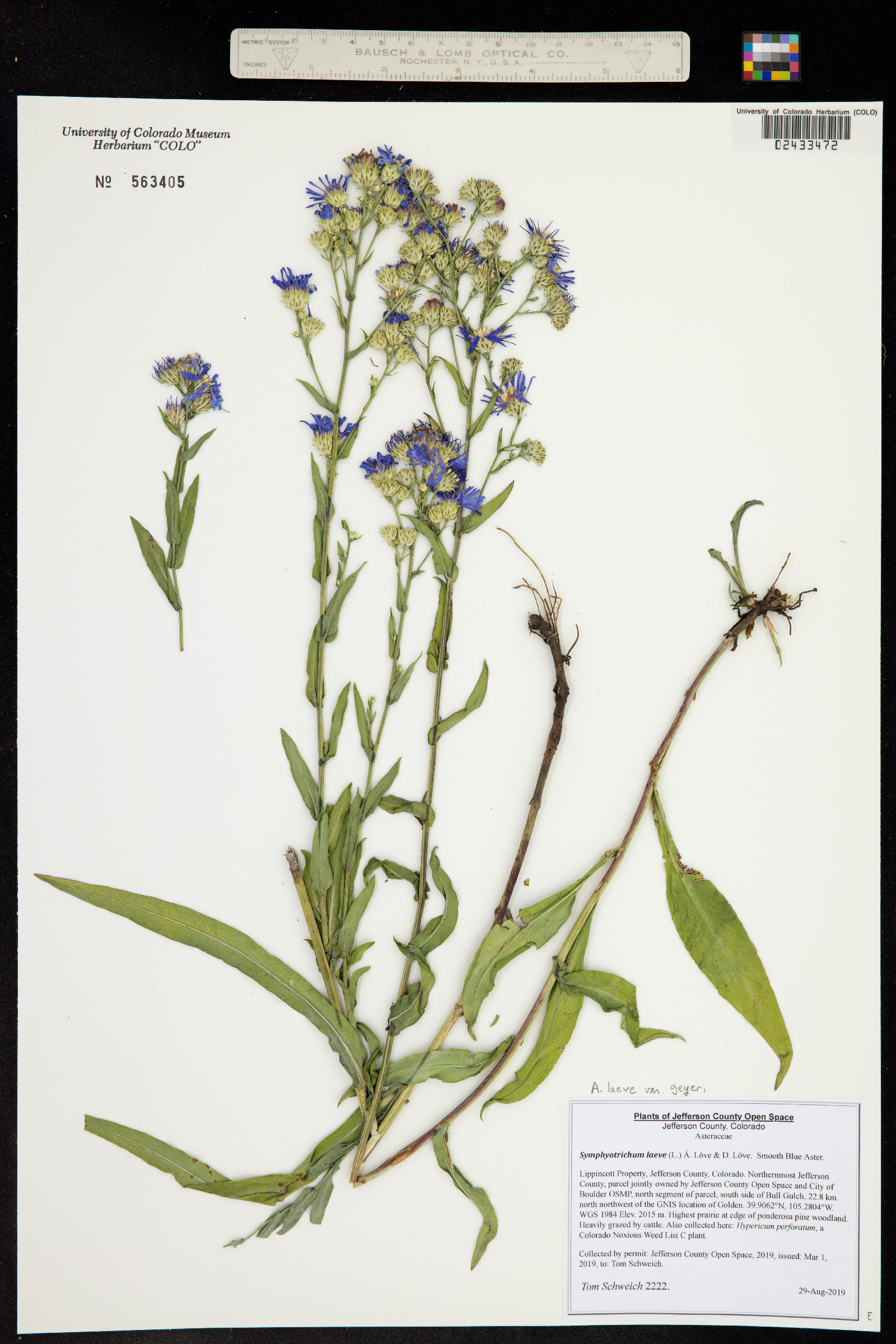 Symphyotrichum laeve image
