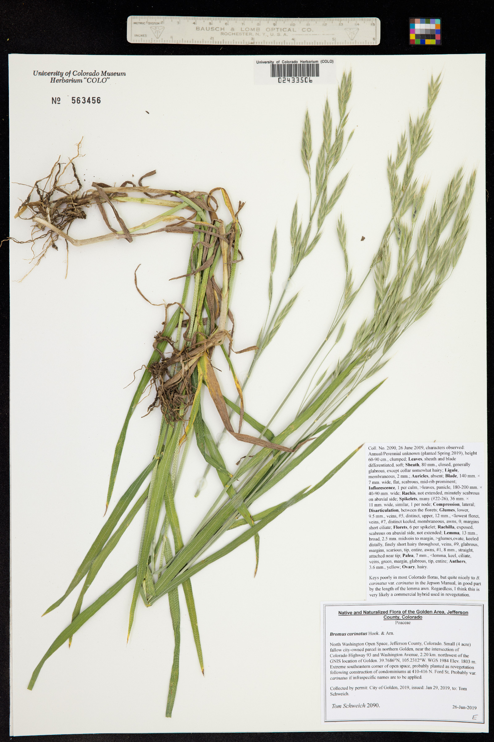 Bromus carinatus image