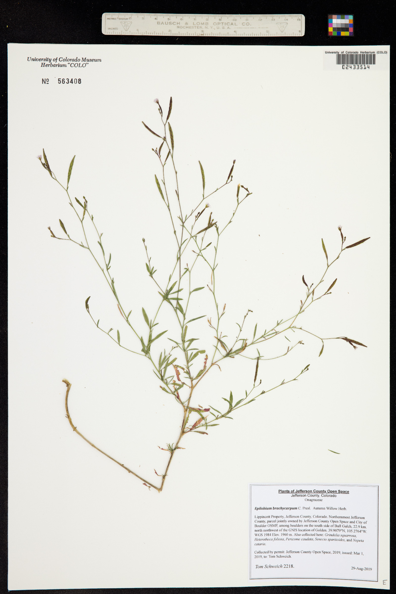 Epilobium brachycarpum image
