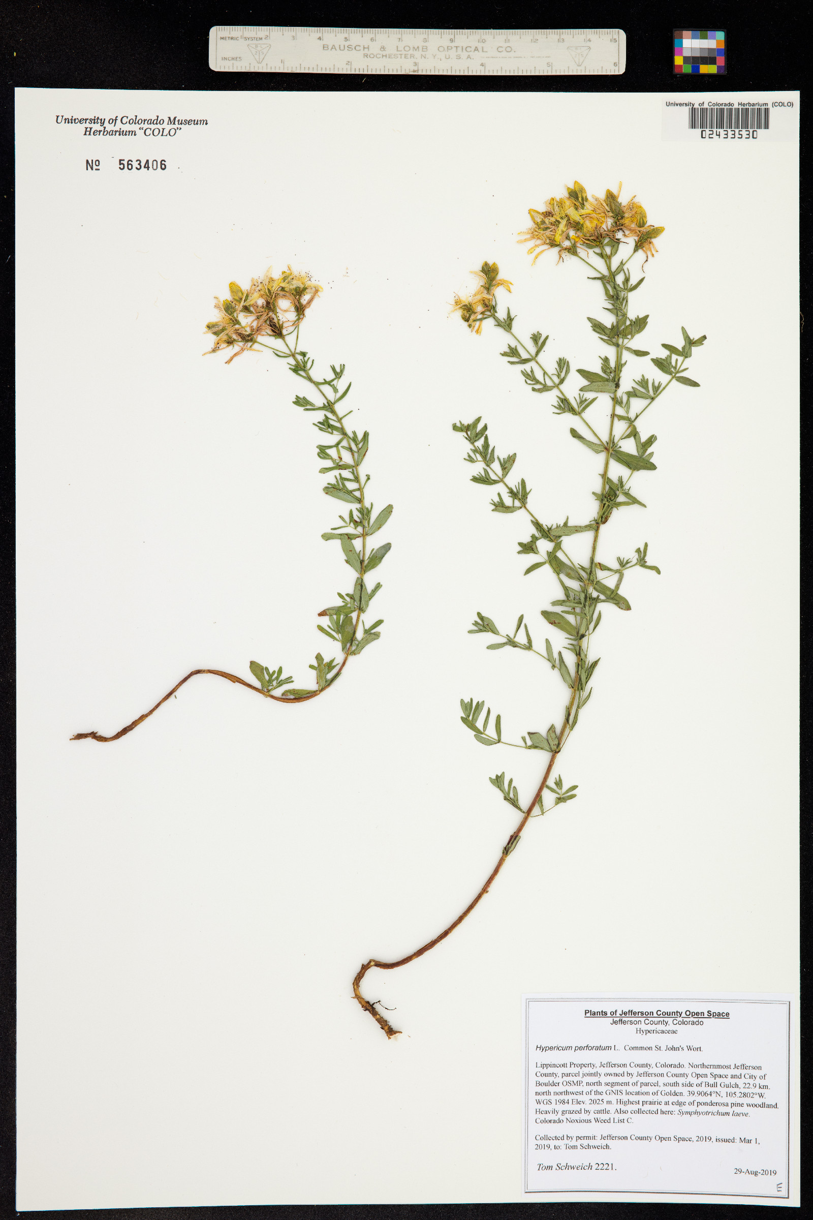 Hypericum perforatum image