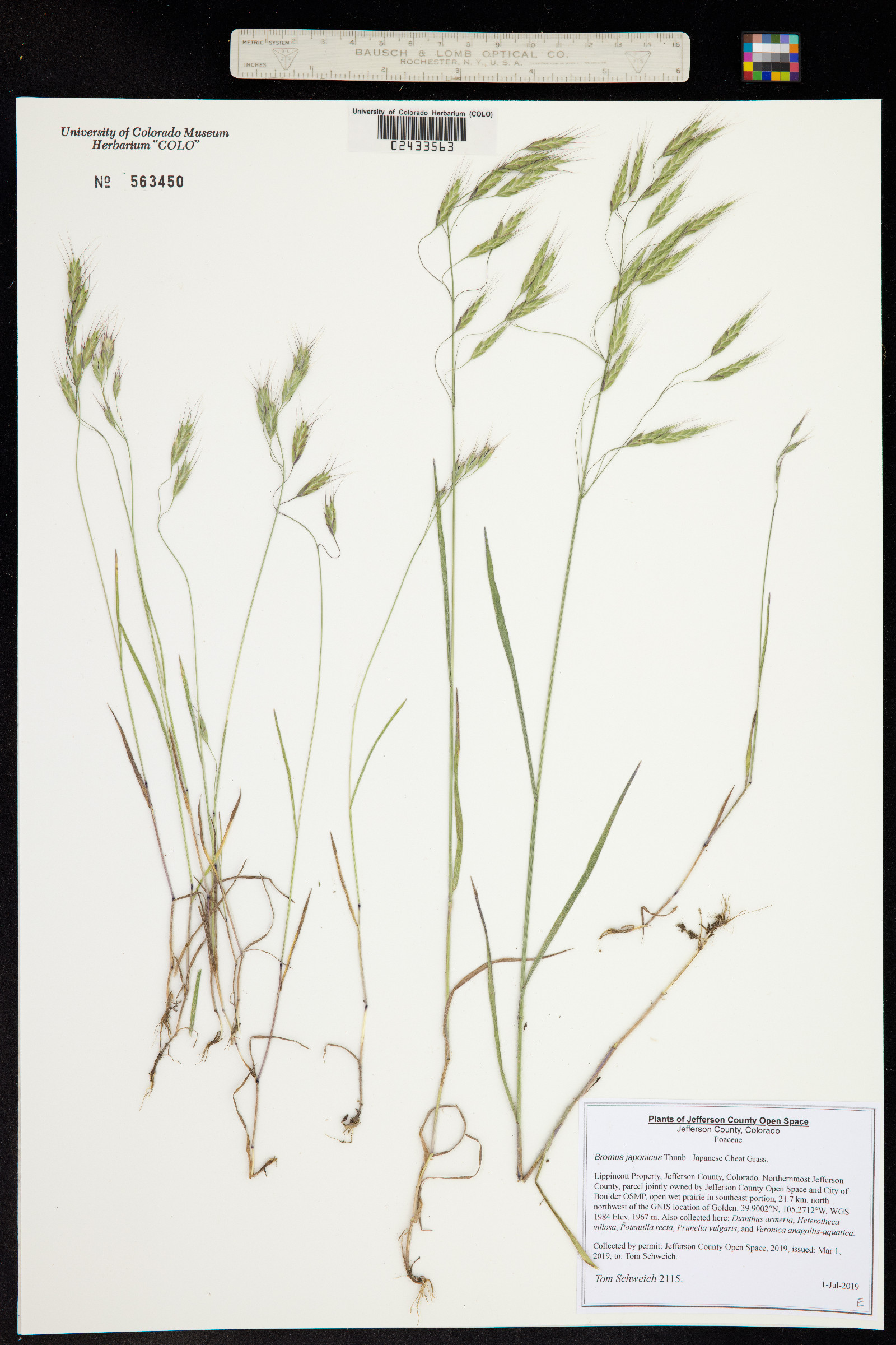 Bromus japonicus image