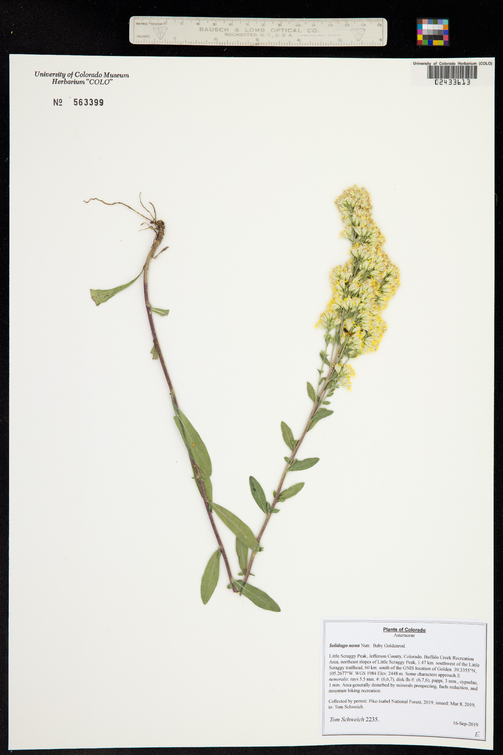 Solidago nana image