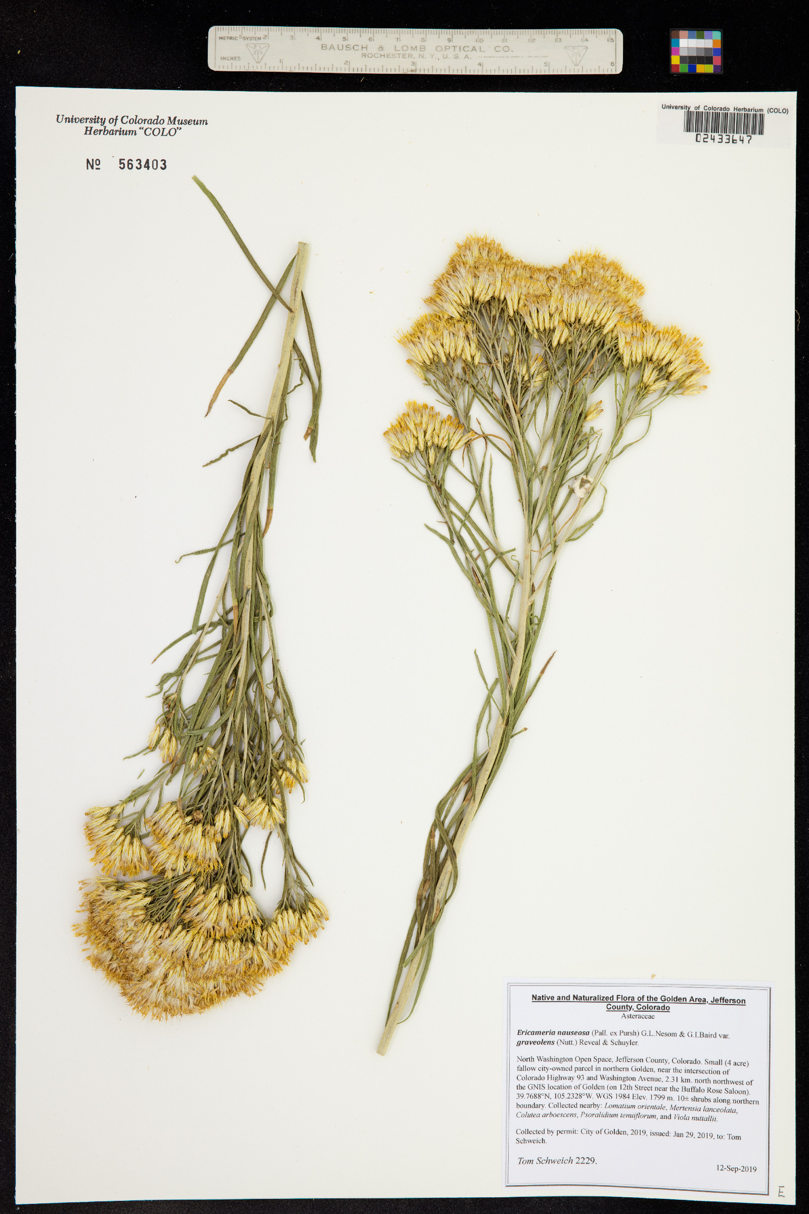 Ericameria nauseosa image