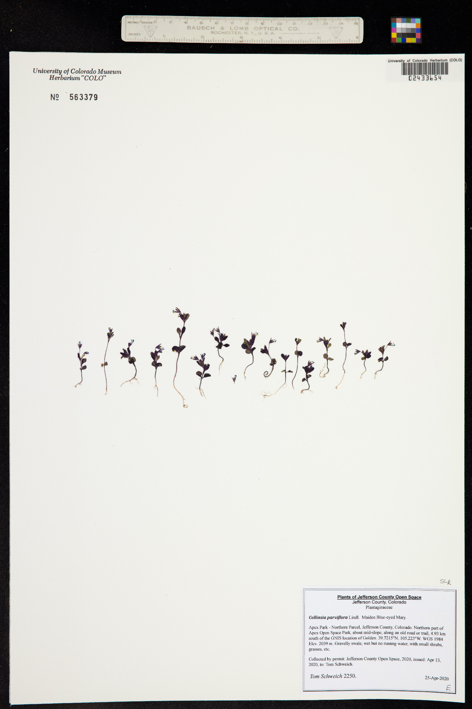 Collinsia parviflora image