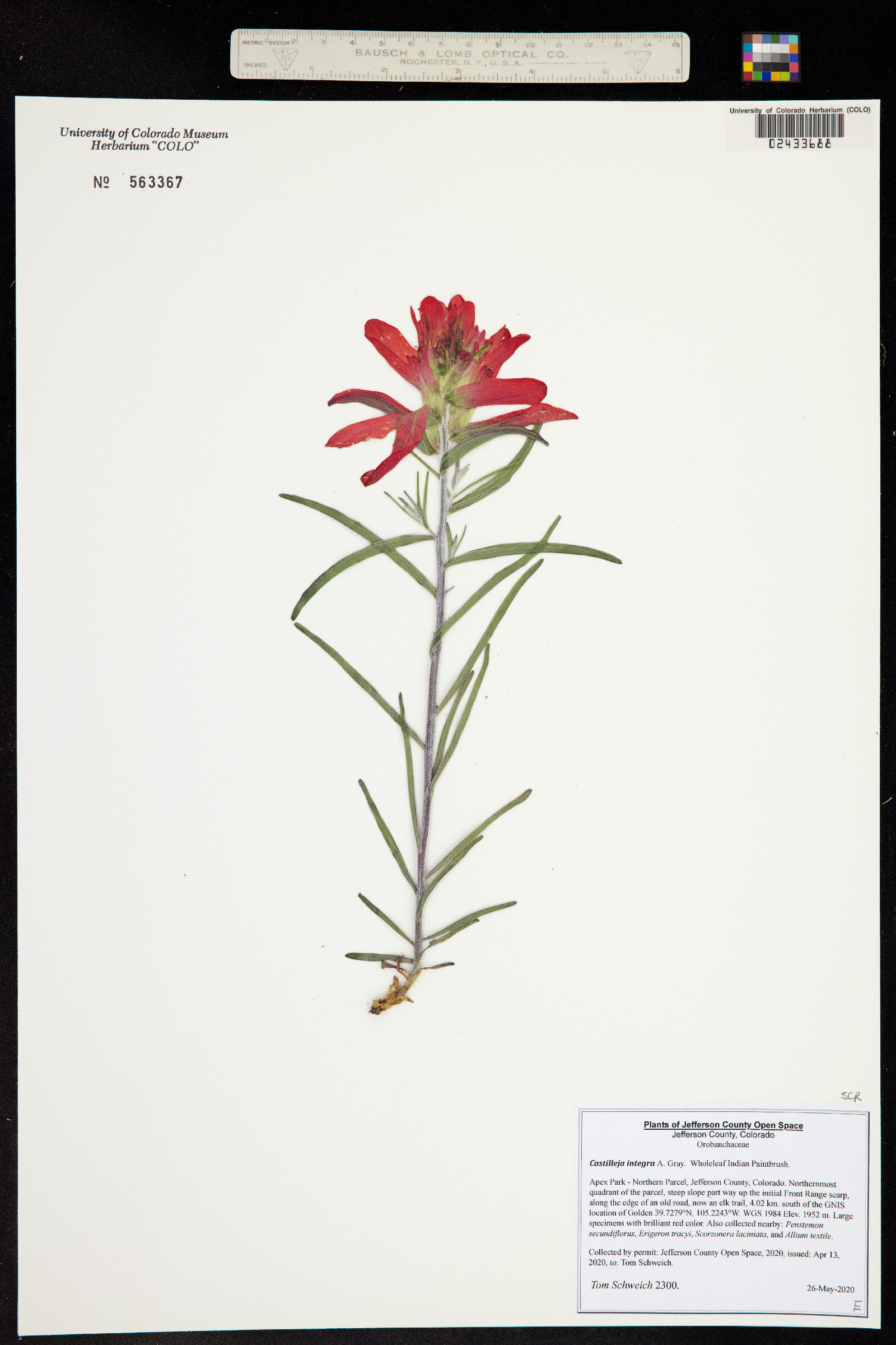Castilleja integra image