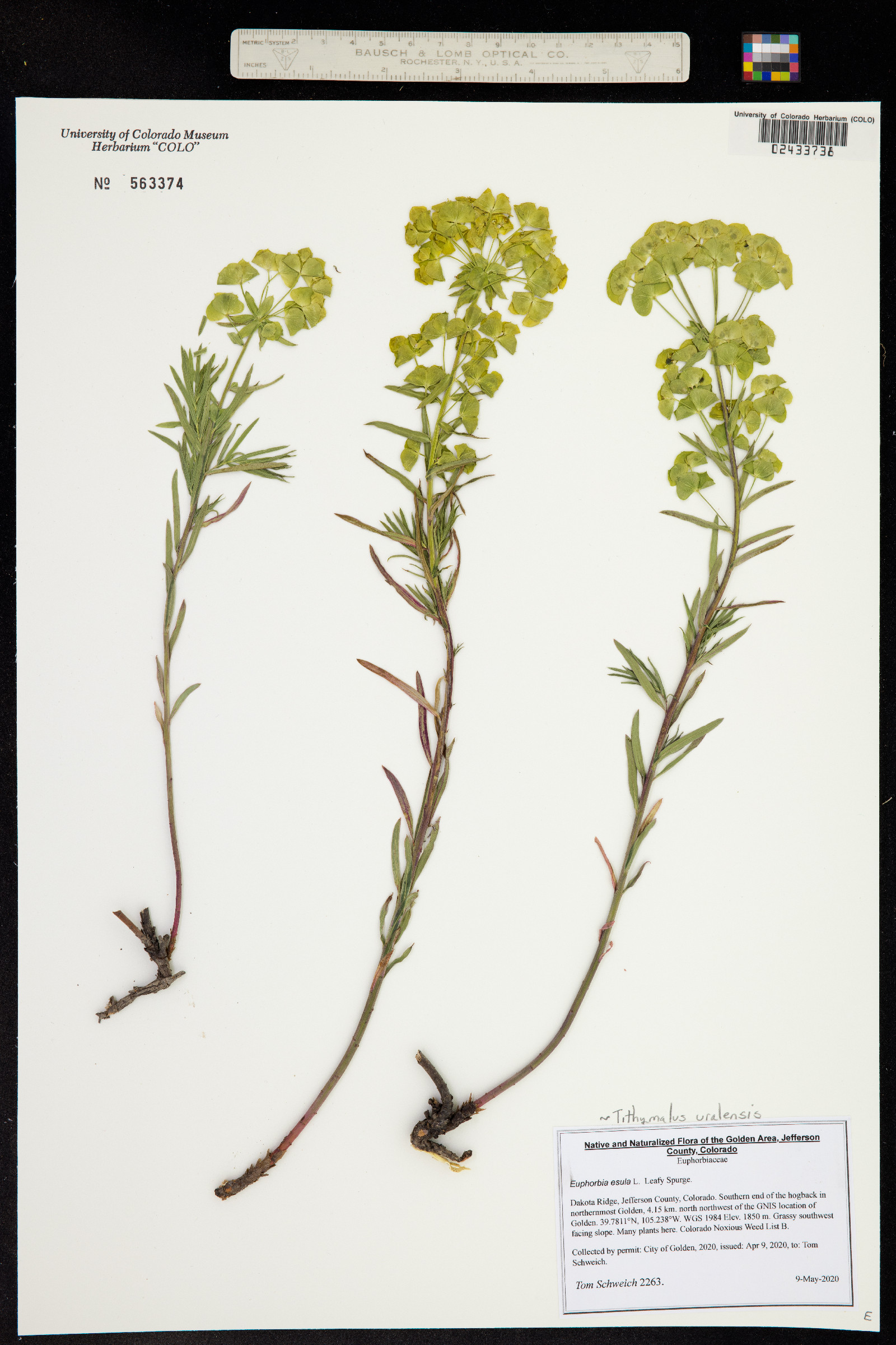 Euphorbia esula image