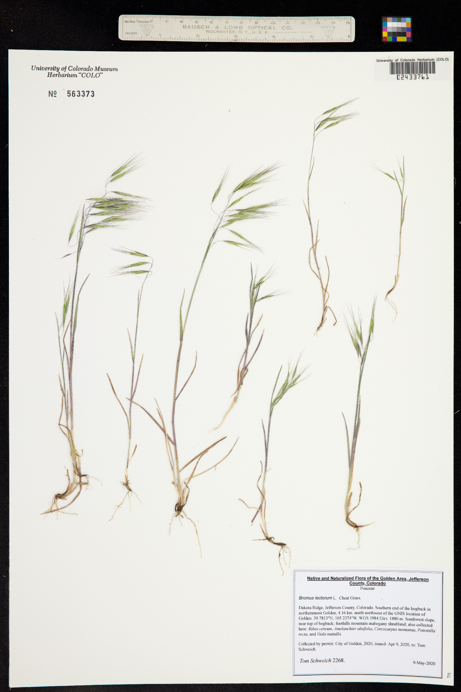 Bromus tectorum image