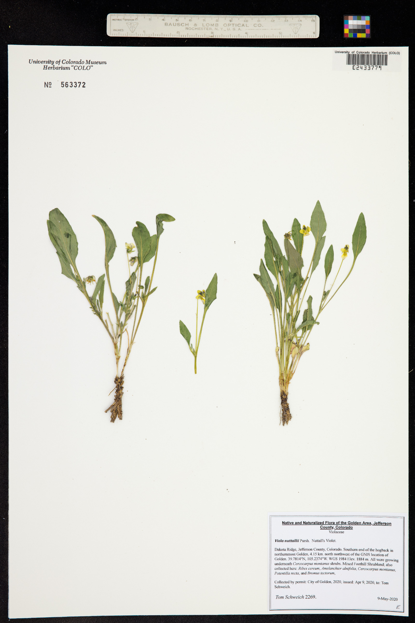 Viola nuttallii image