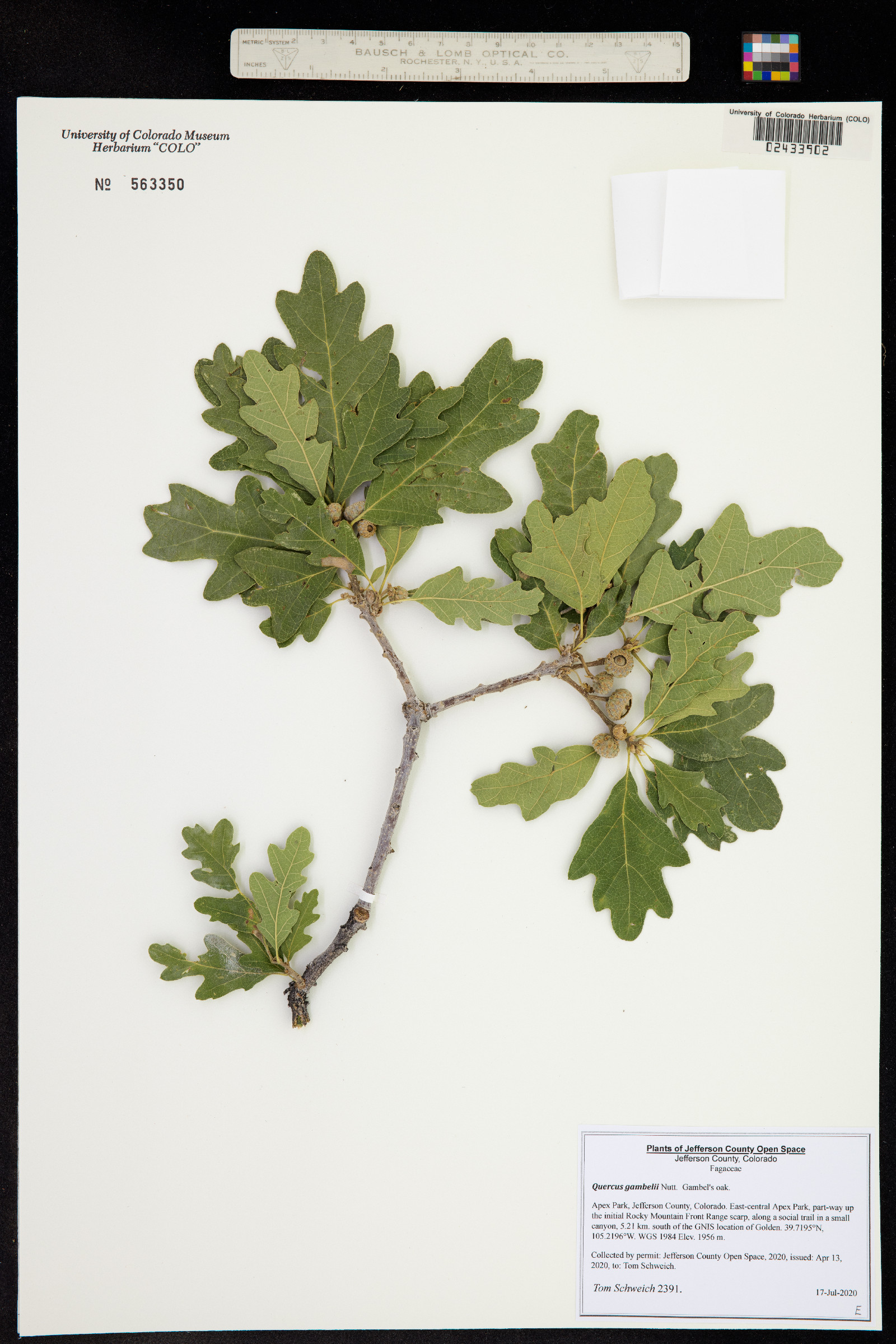 Quercus gambelii image