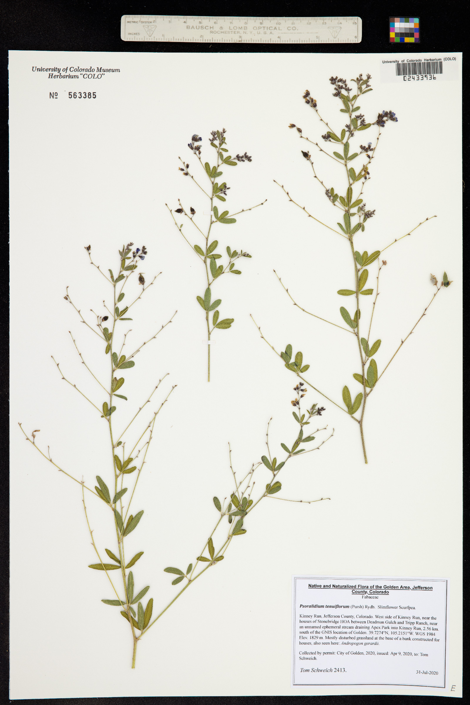 Psoralidium tenuiflorum image