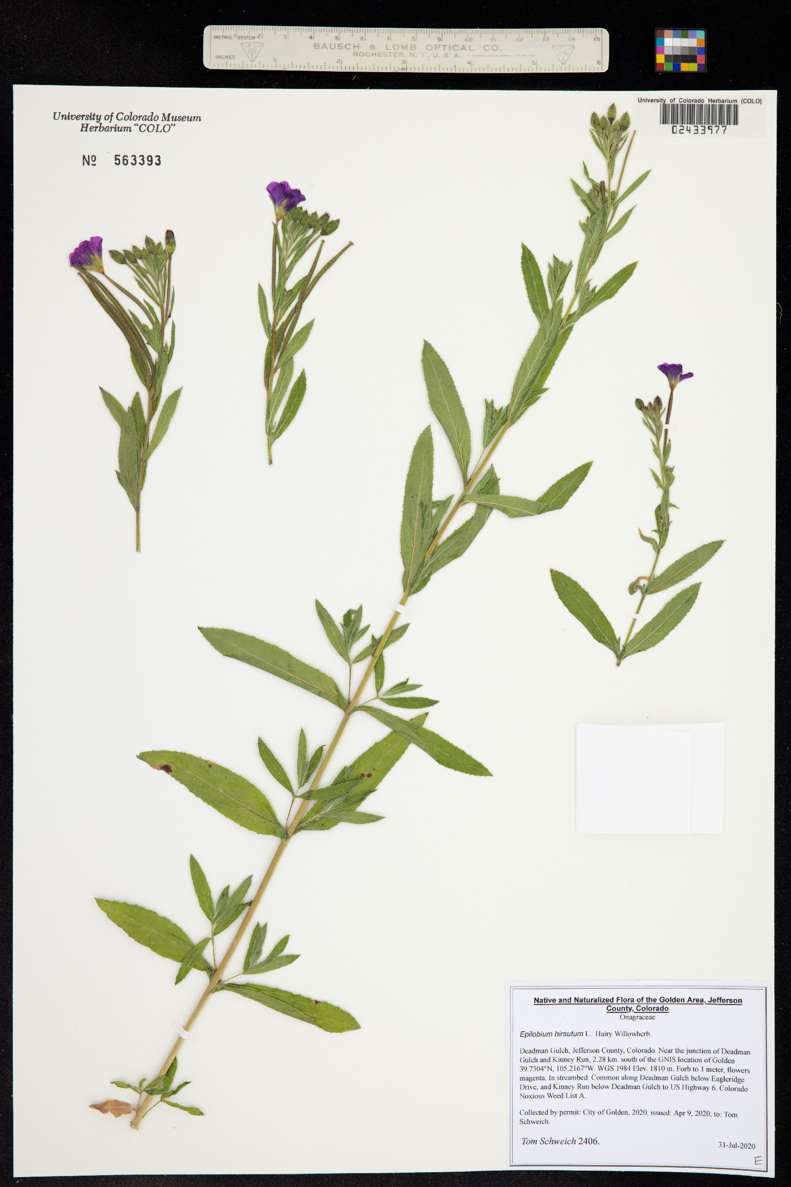 Epilobium hirsutum image