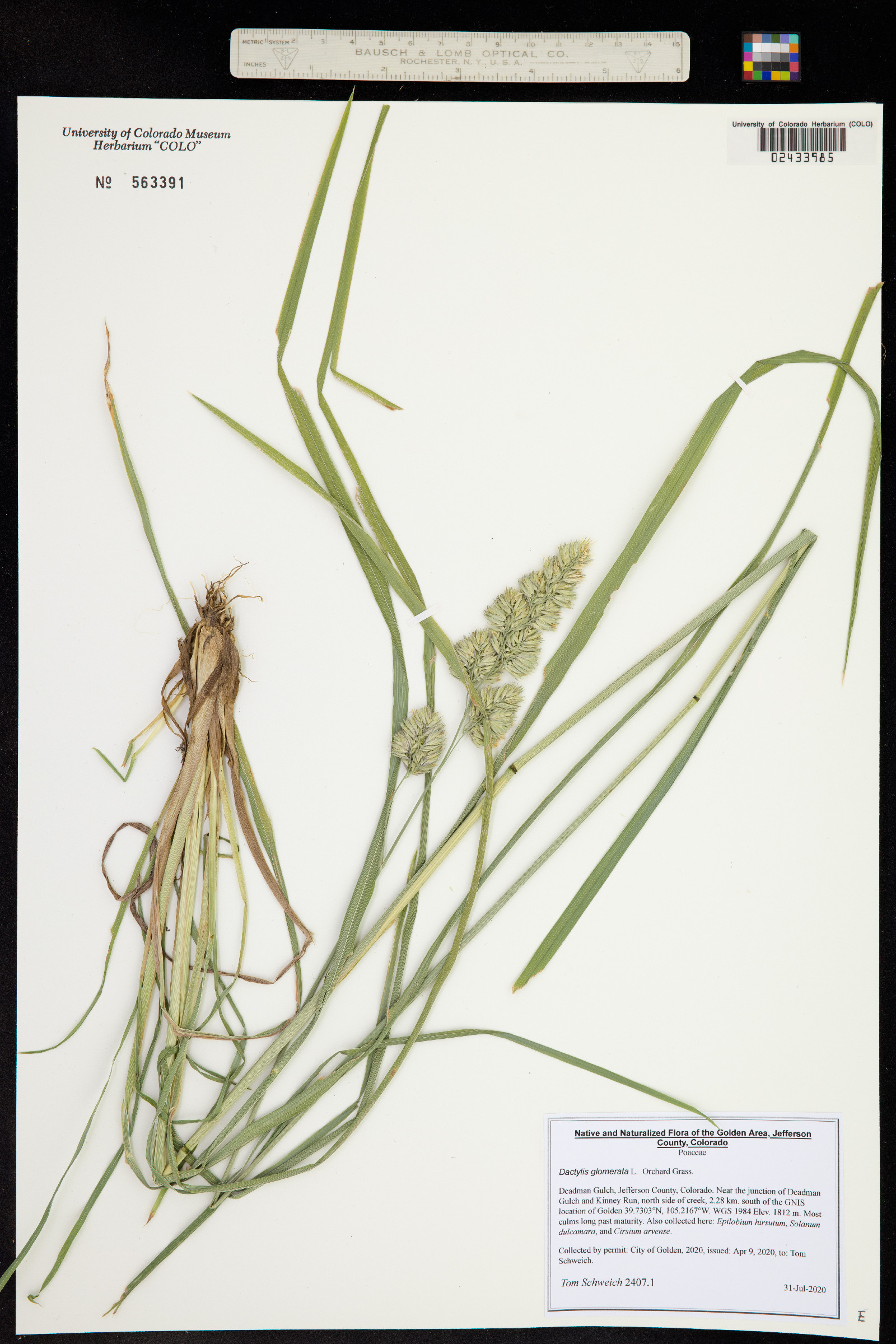 Dactylis glomerata image