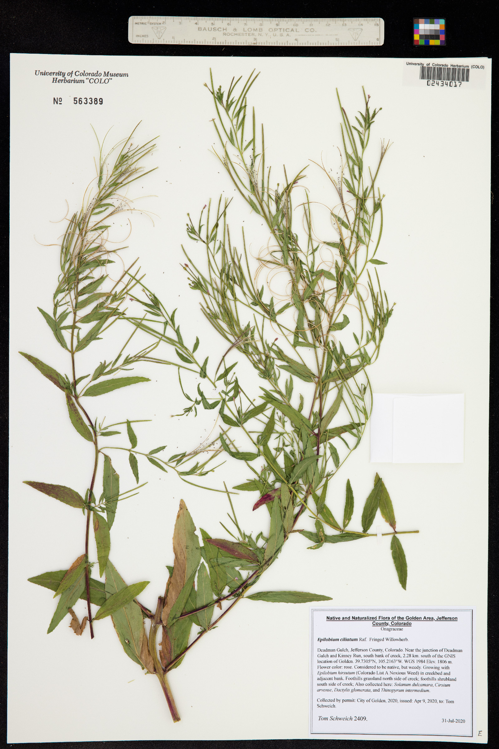 Epilobium ciliatum image