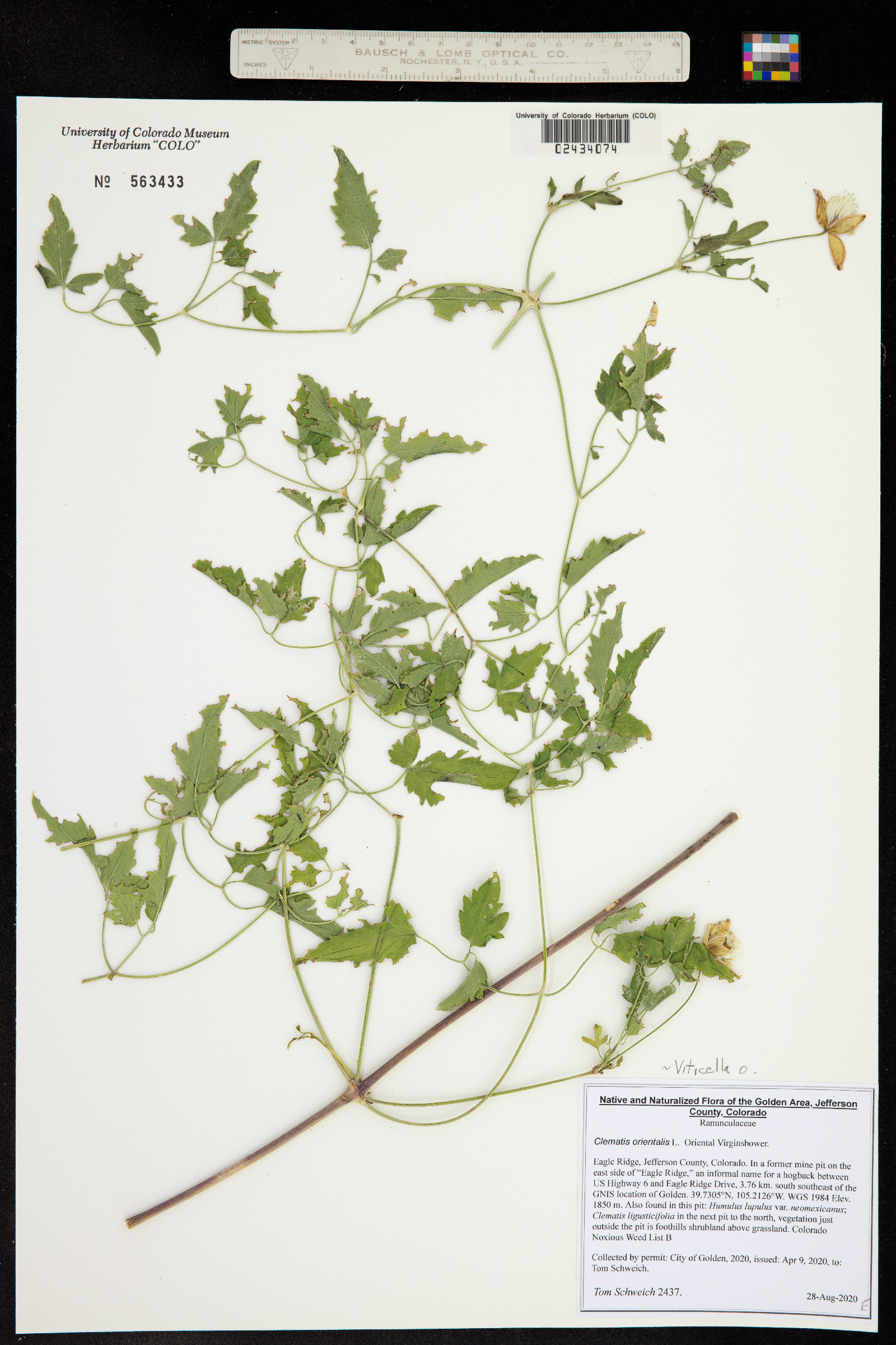 Clematis orientalis image