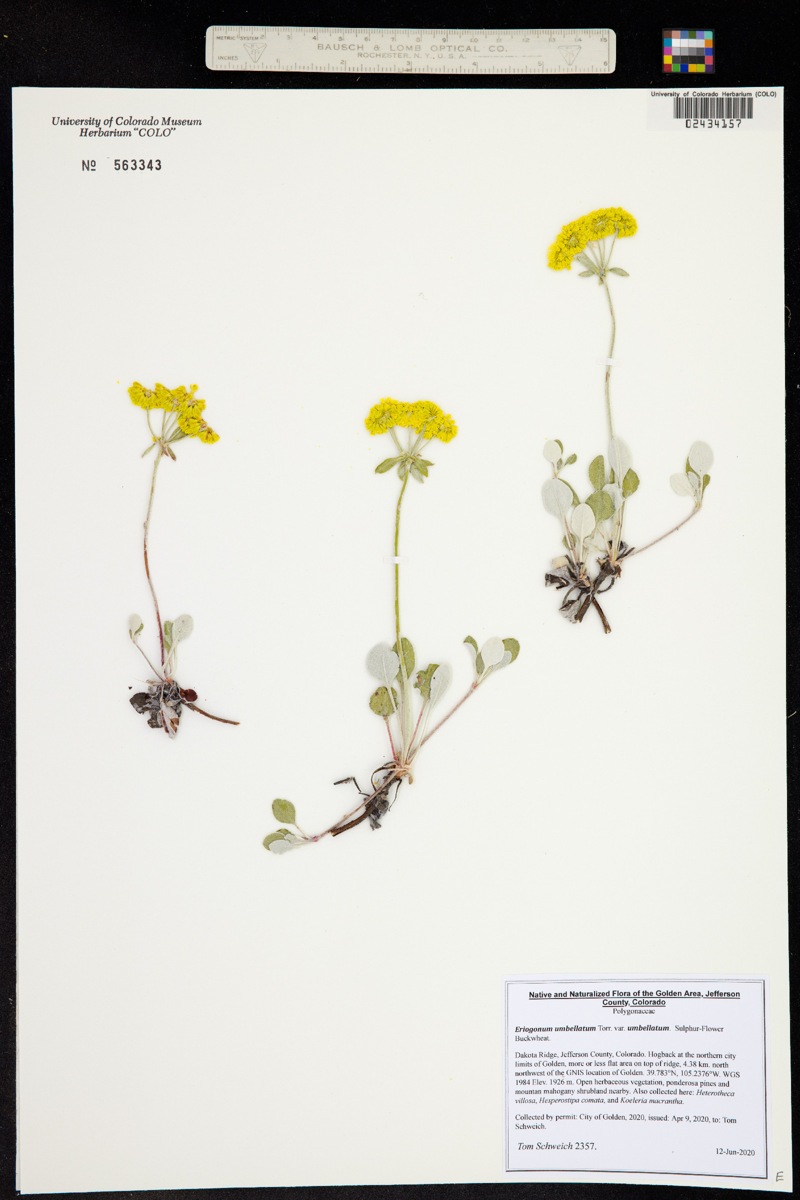 Eriogonum umbellatum var. umbellatum image