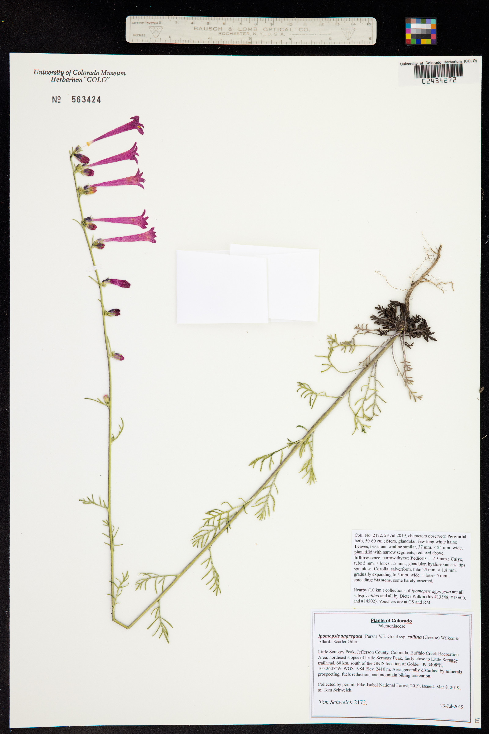 Ipomopsis aggregata ssp. collina image