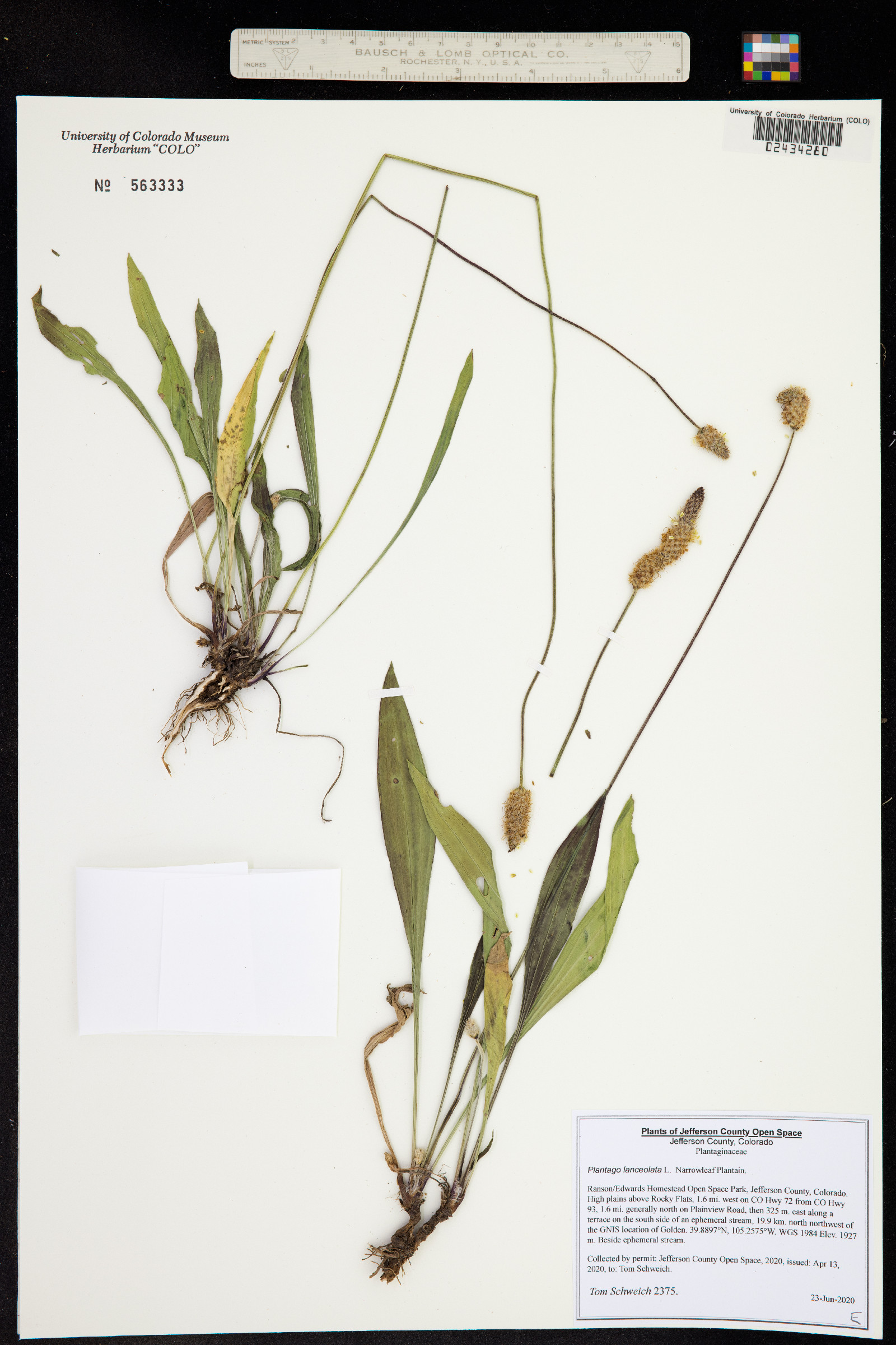 Plantago lanceolata image