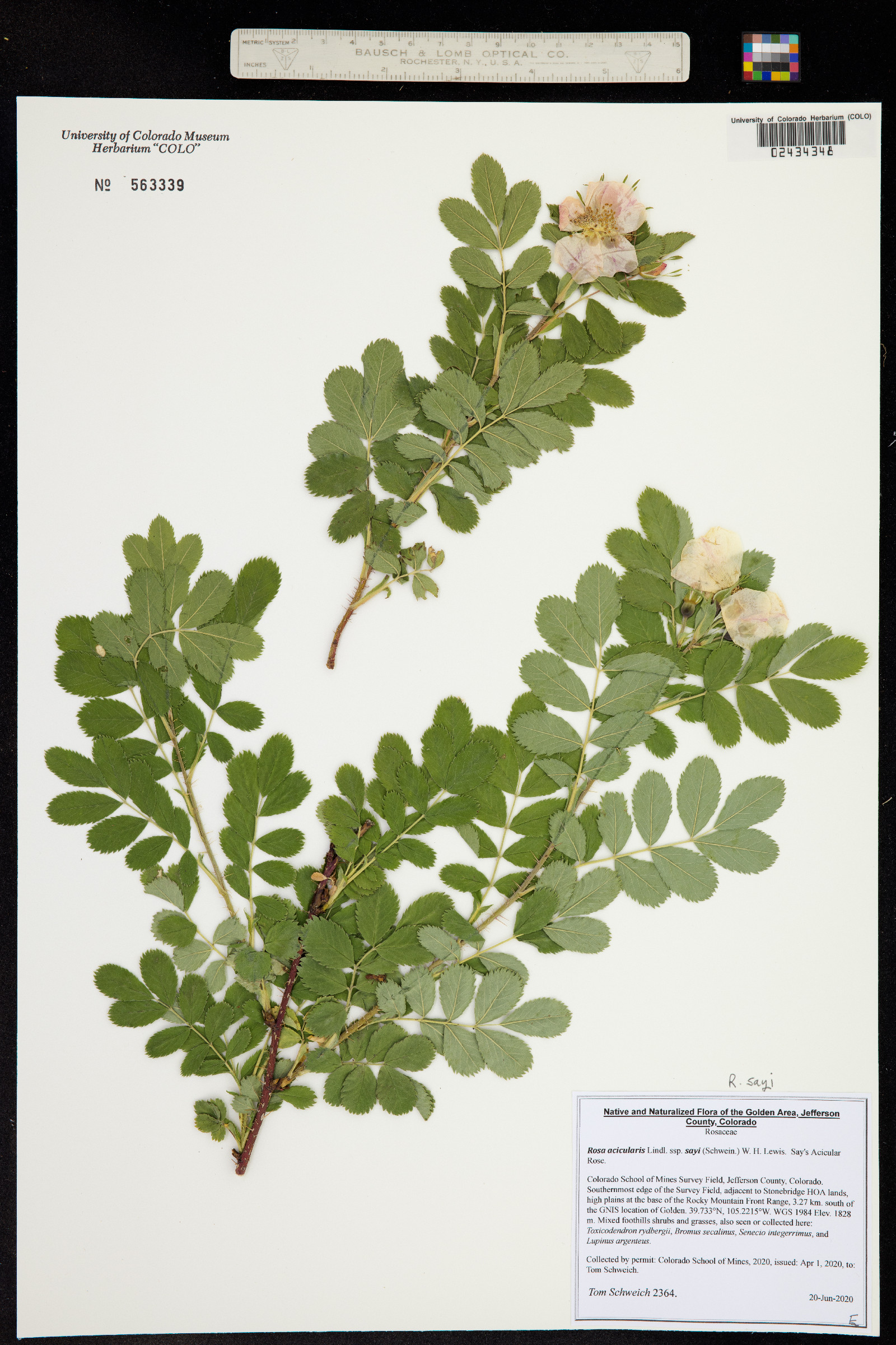 Rosa acicularis ssp. sayi image