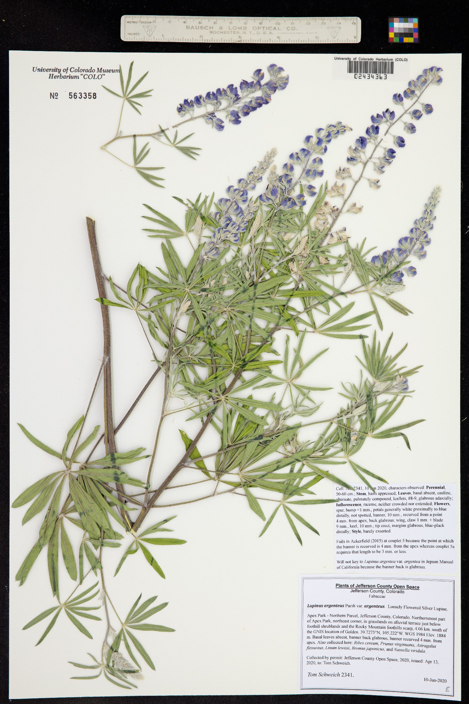 Lupinus argenteus var. argenteus image