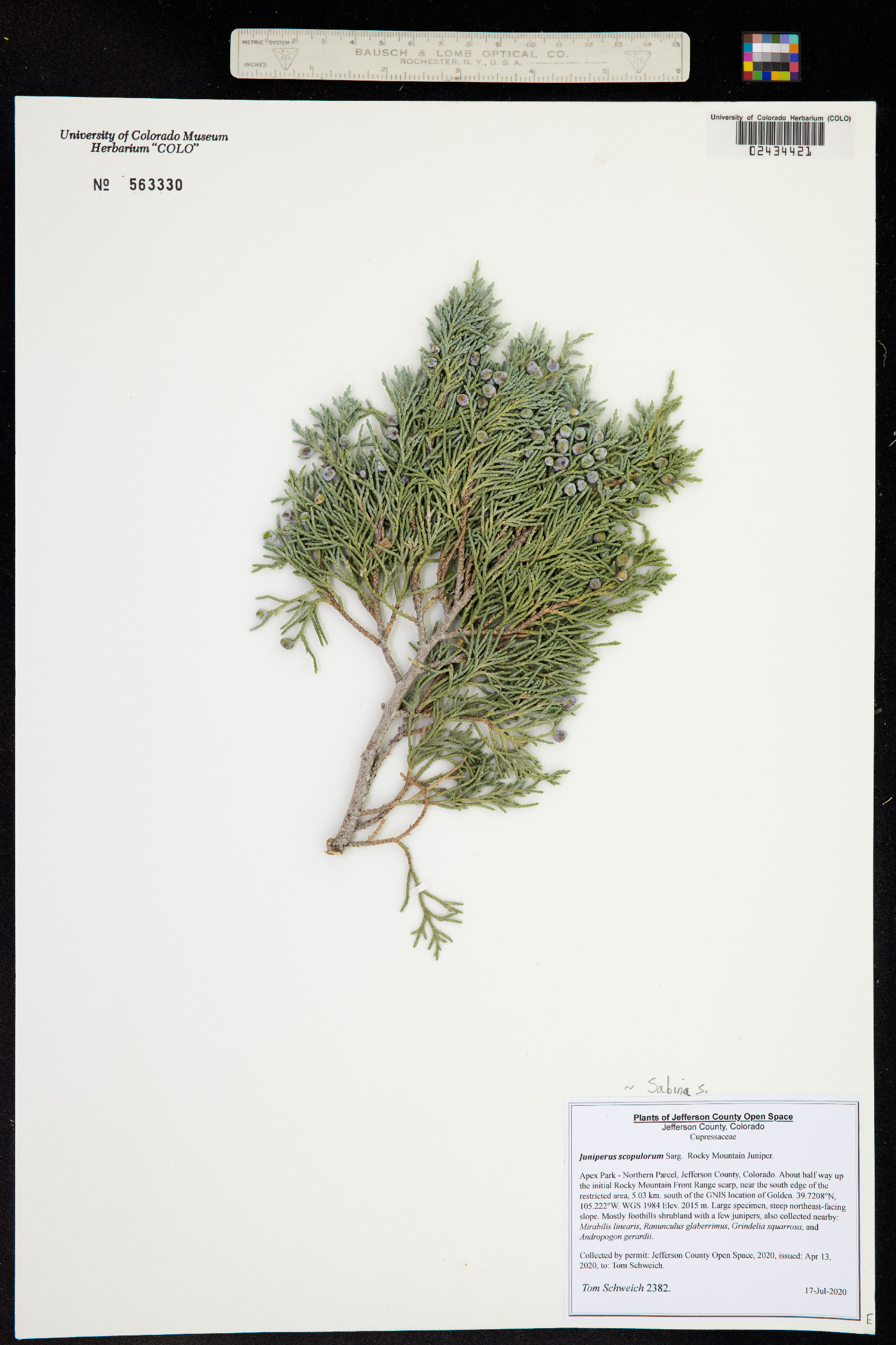 Juniperus scopulorum image