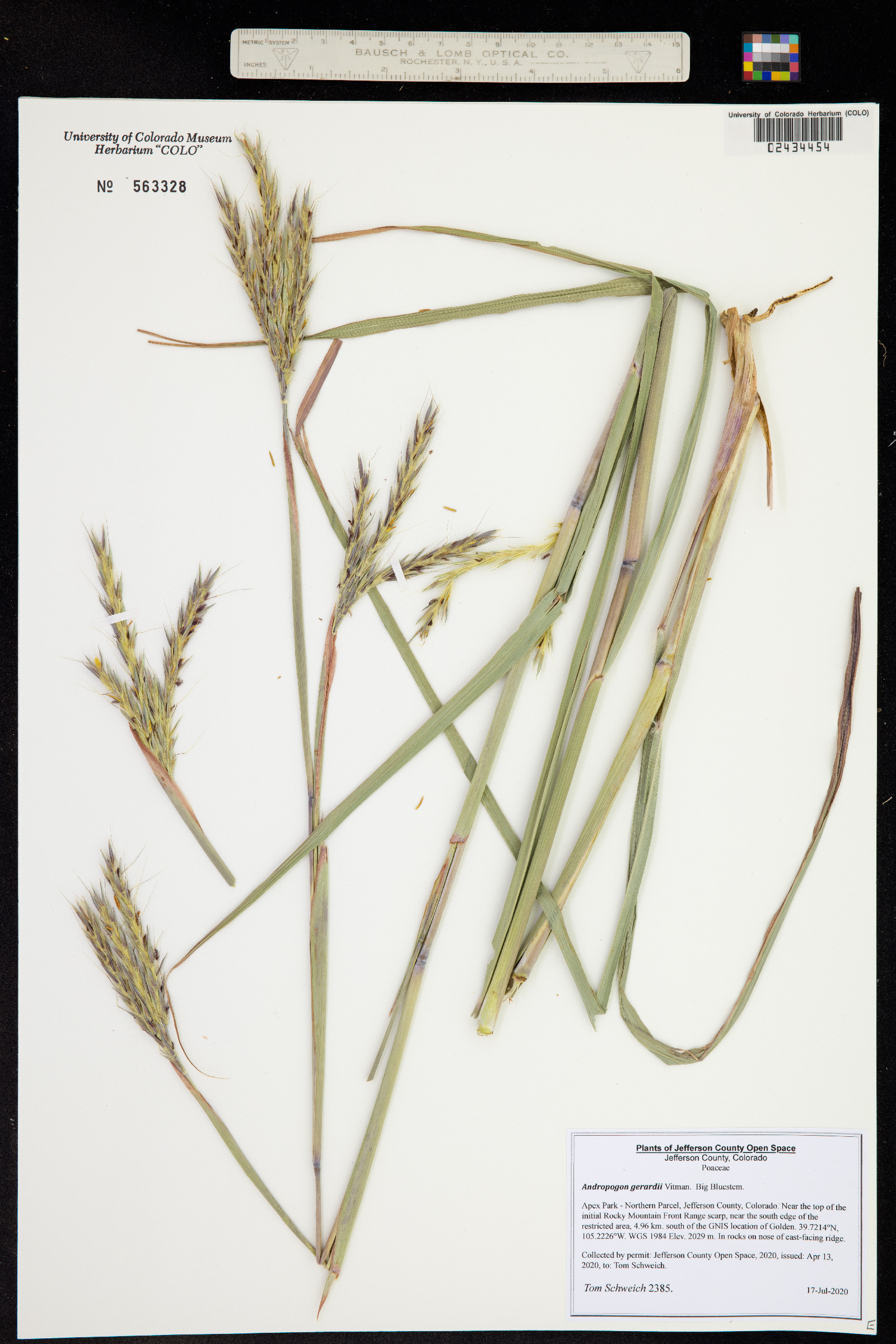 Andropogon gerardii image