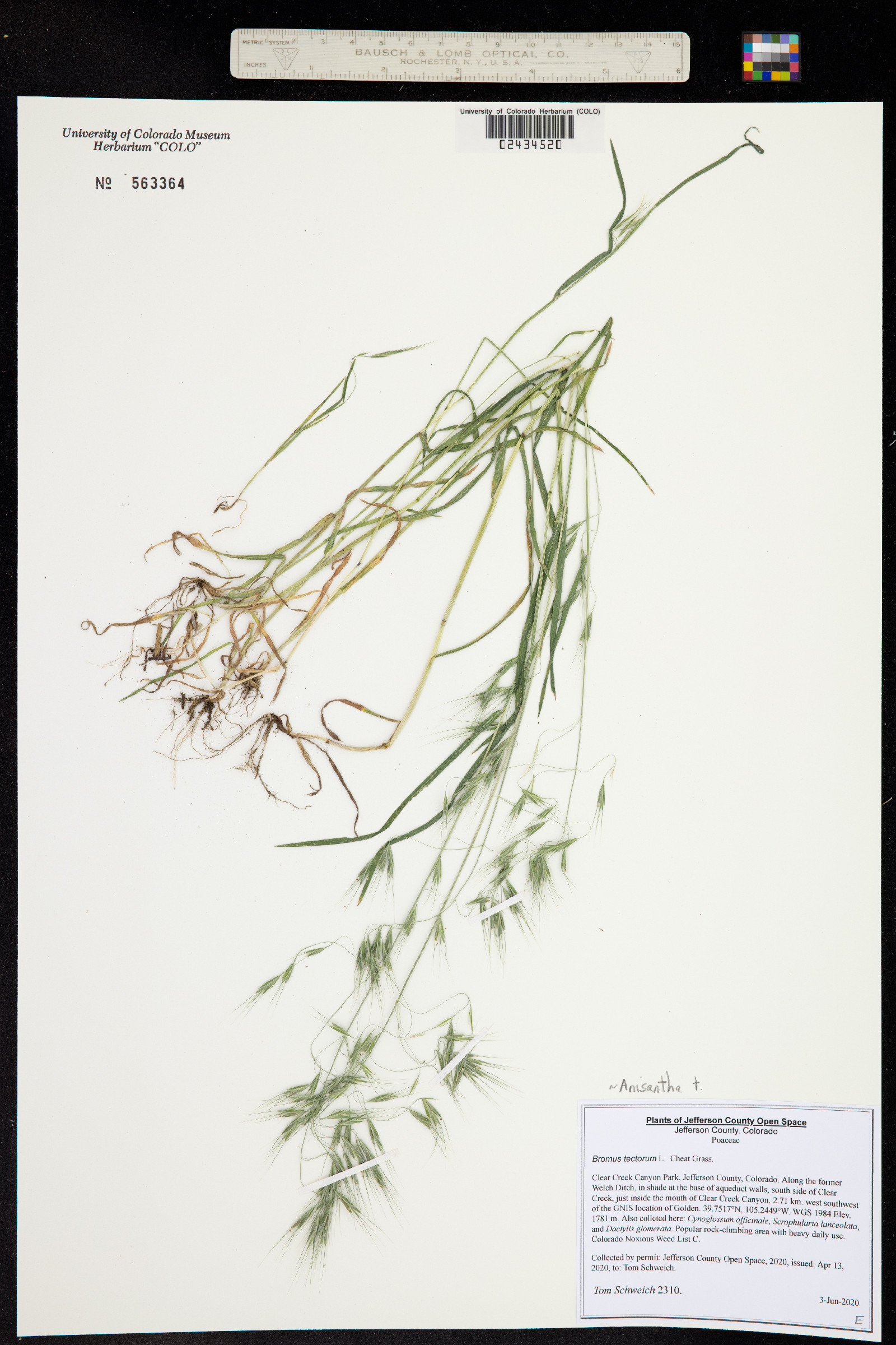 Bromus tectorum image