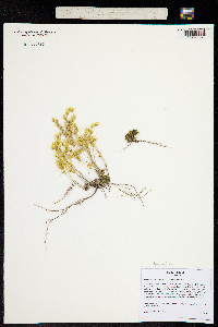 Image of Sedum lanceolatum