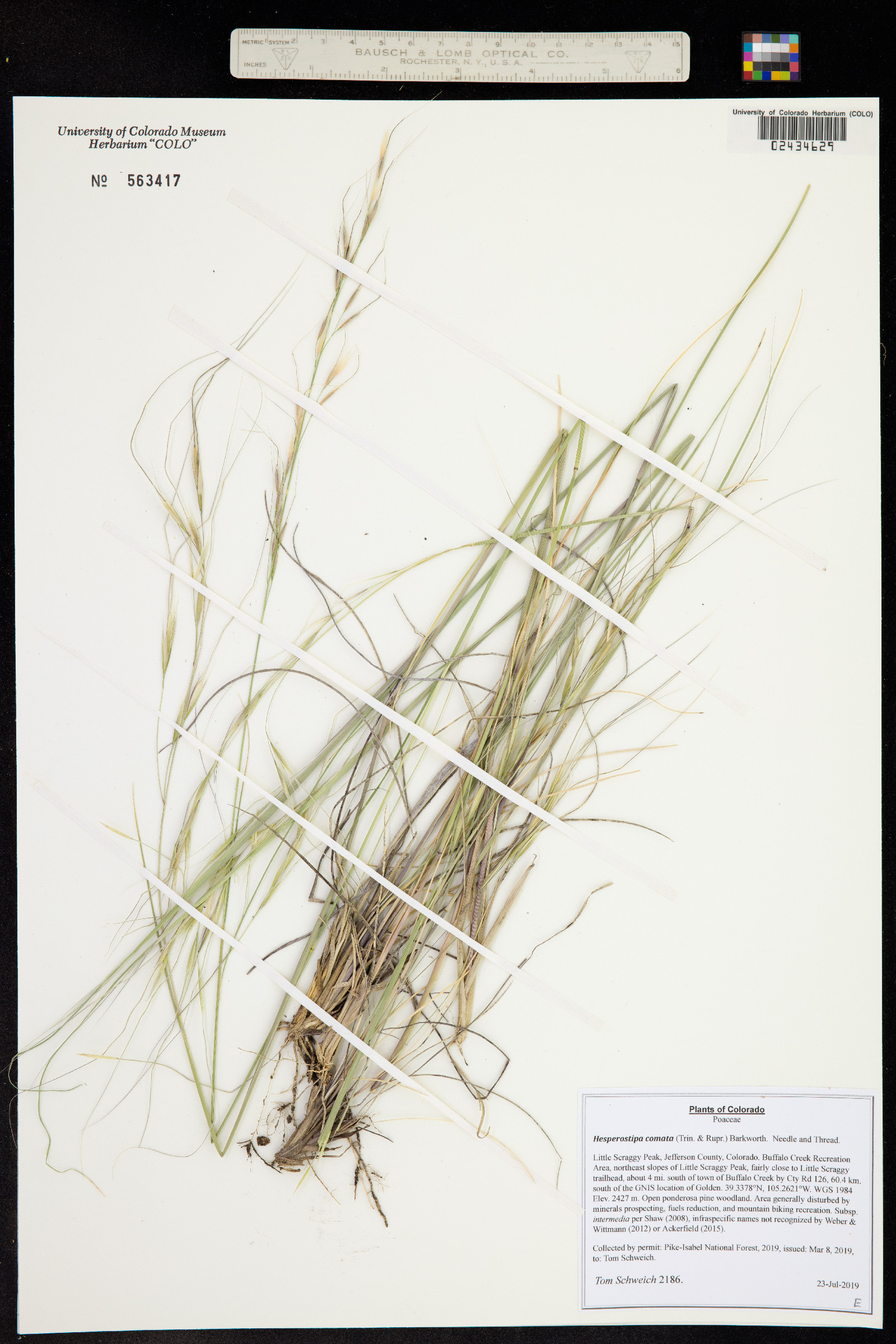 Hesperostipa comata image