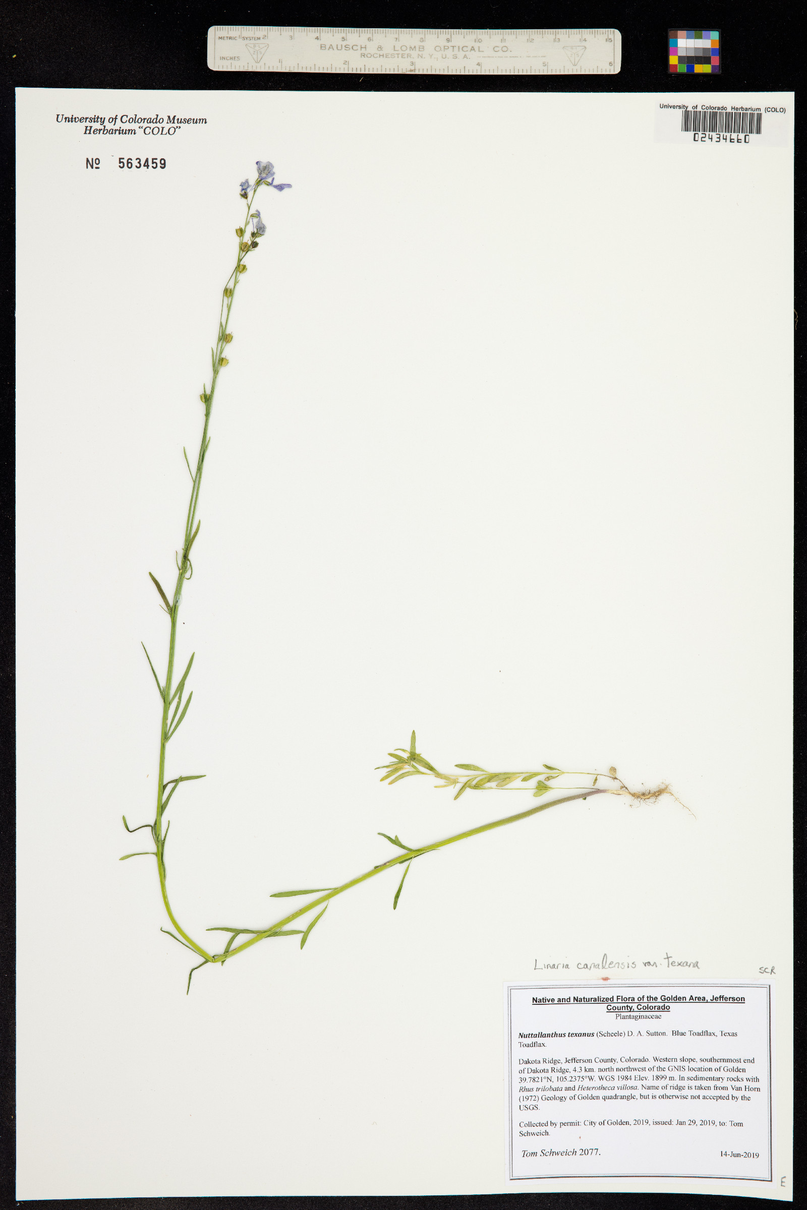 Nuttallanthus texanus image