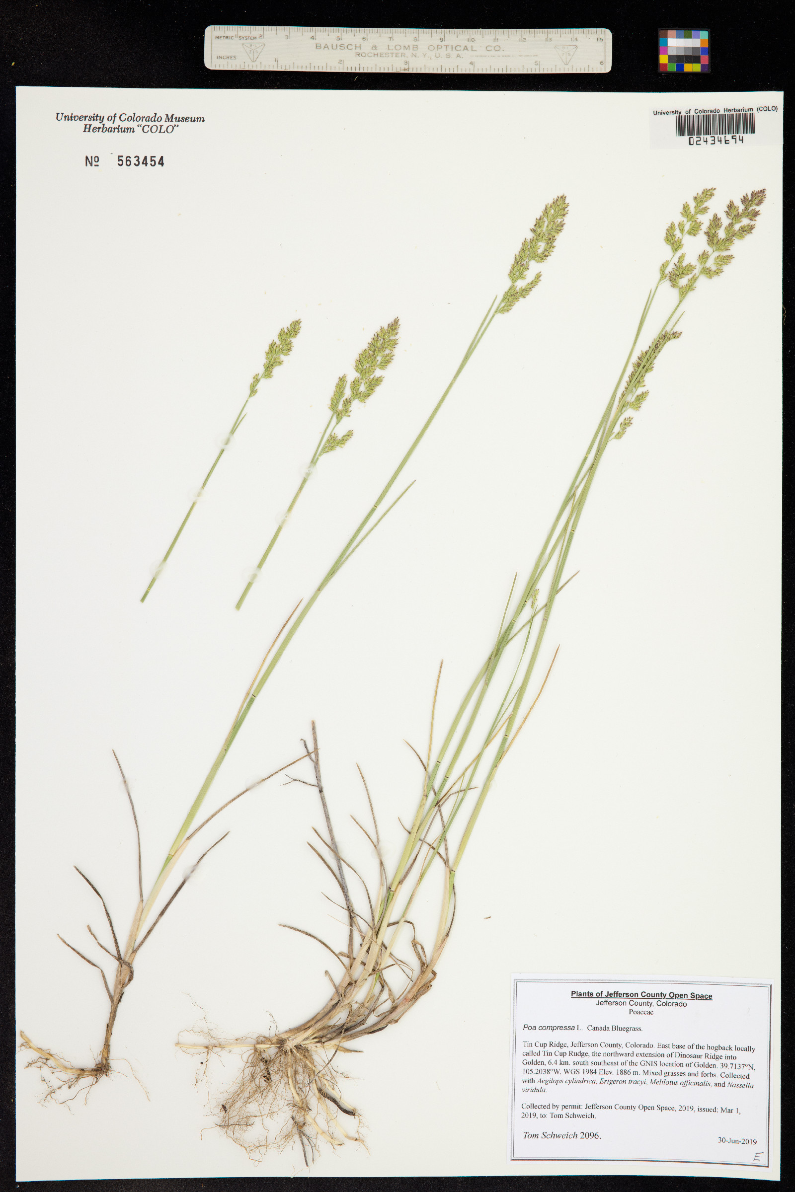 Poa compressa image