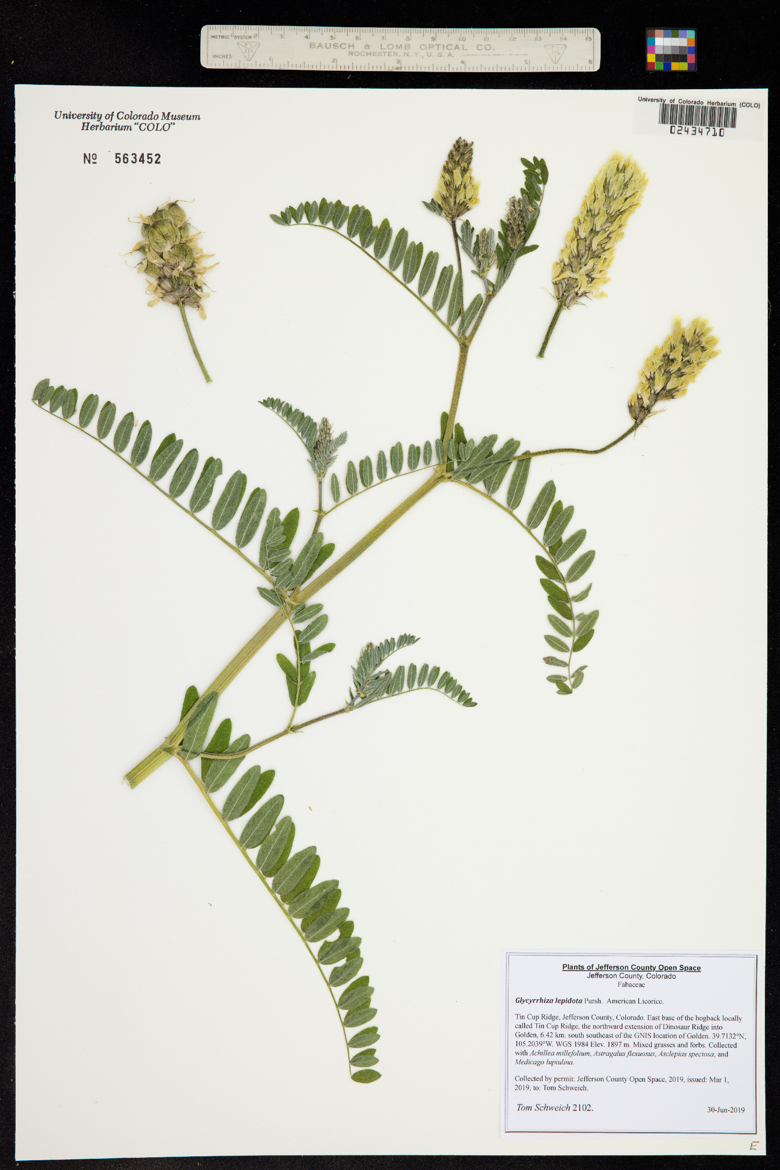 Glycyrrhiza image