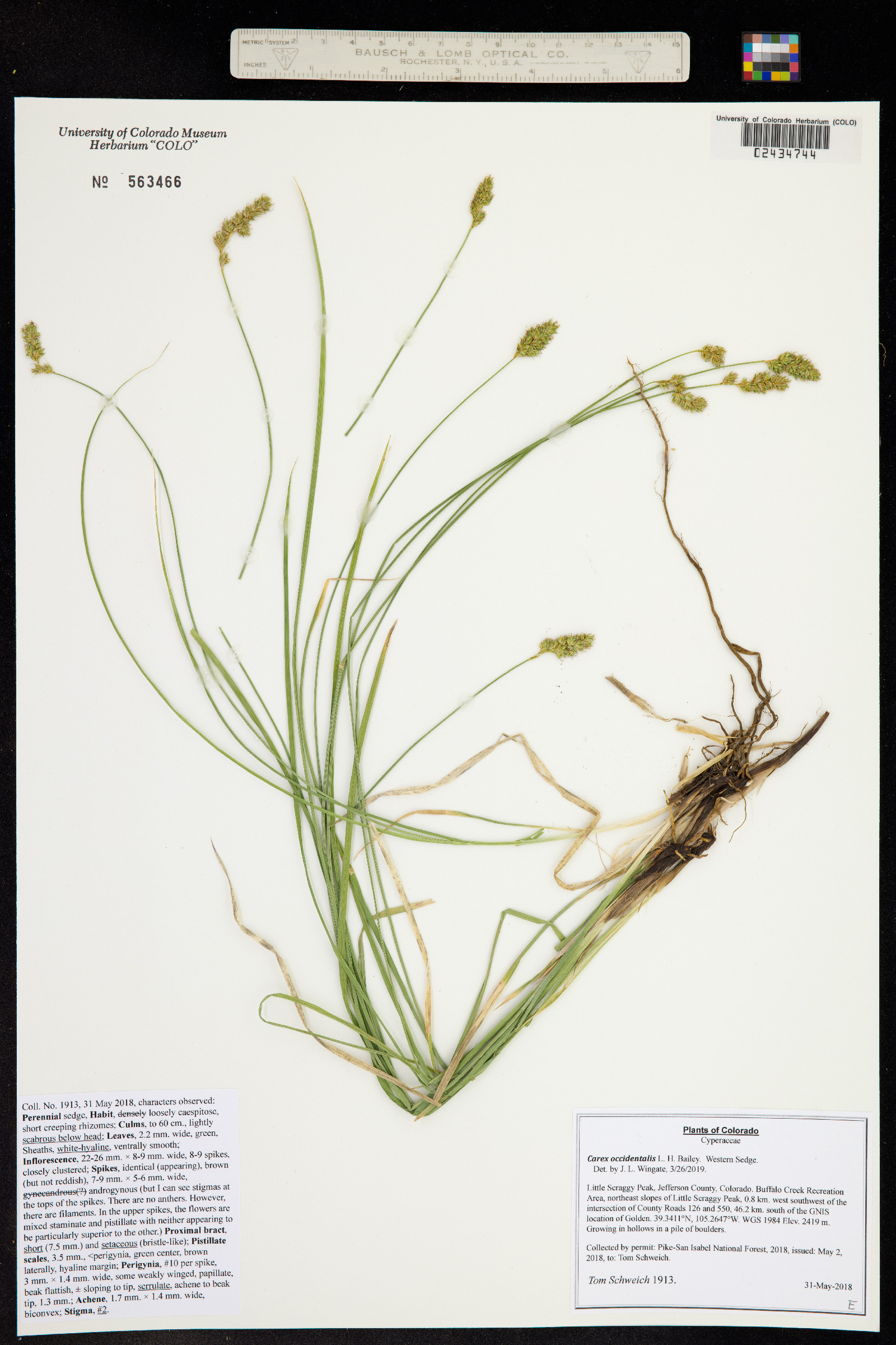 Carex occidentalis image