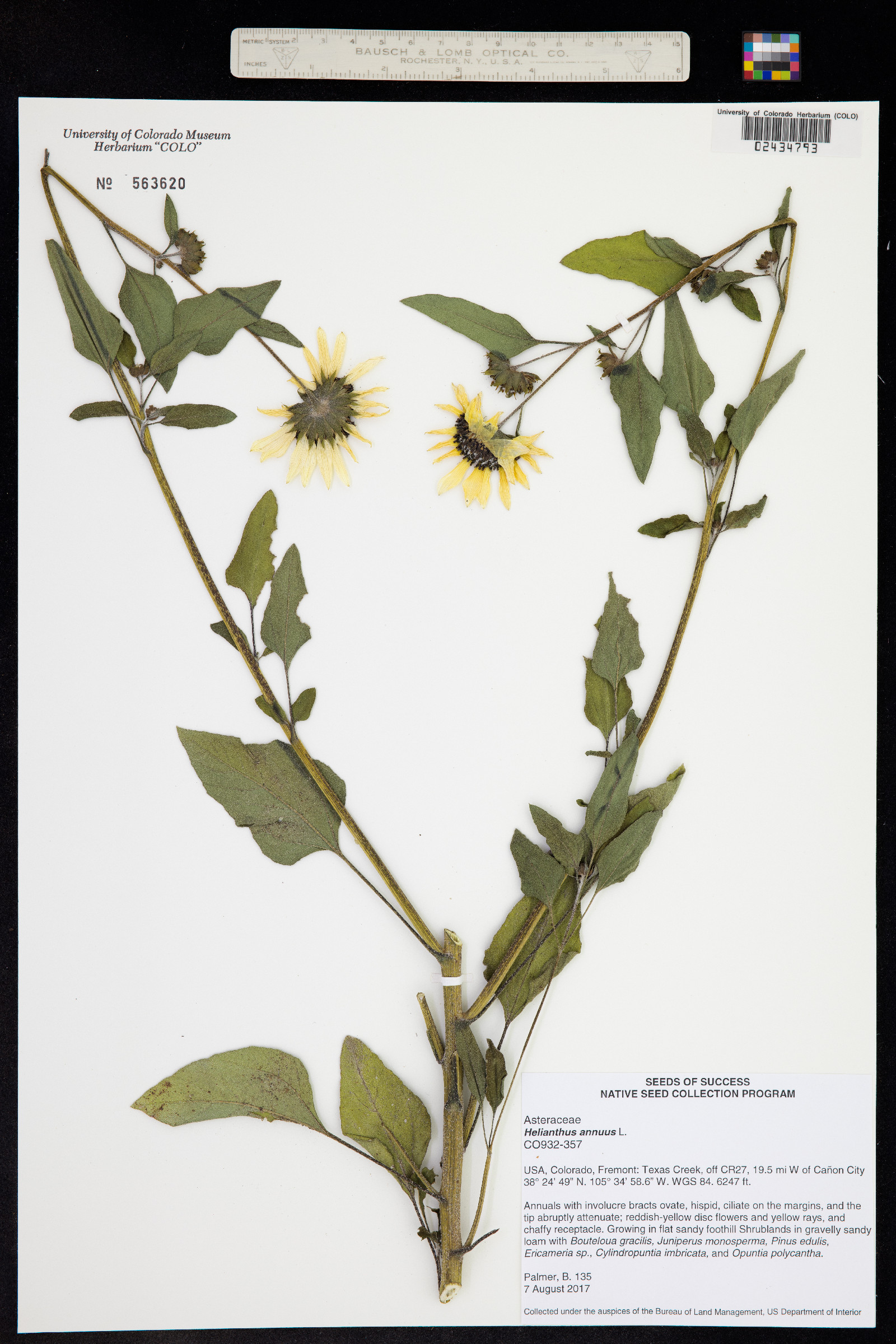 Helianthus annuus image