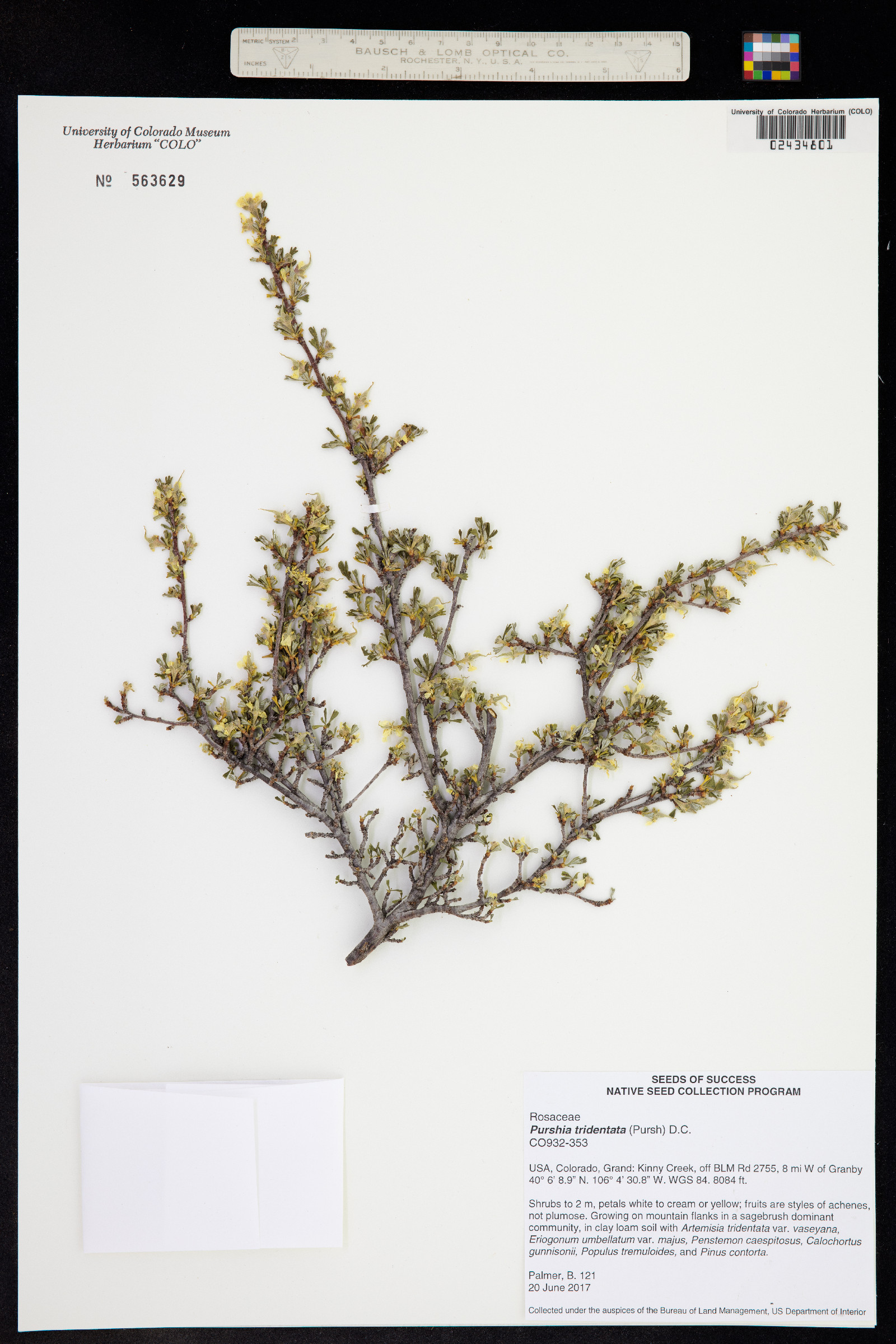 Purshia tridentata image