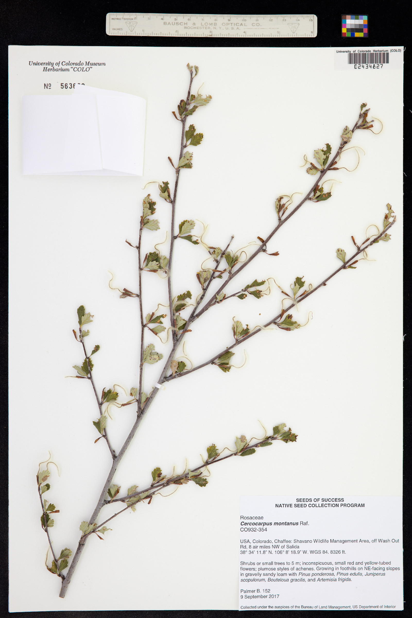 Cercocarpus montanus image