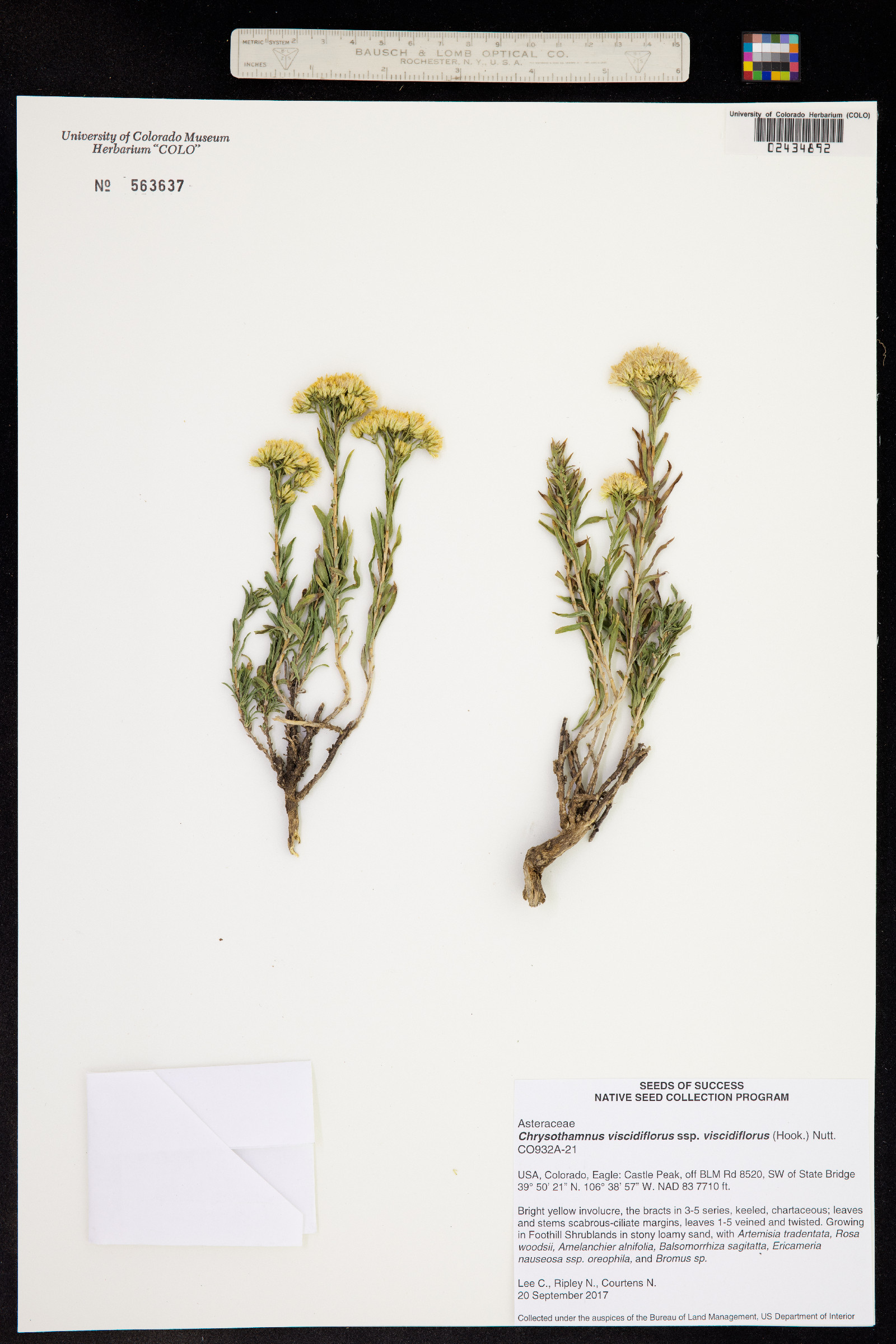 Chrysothamnus viscidiflorus image