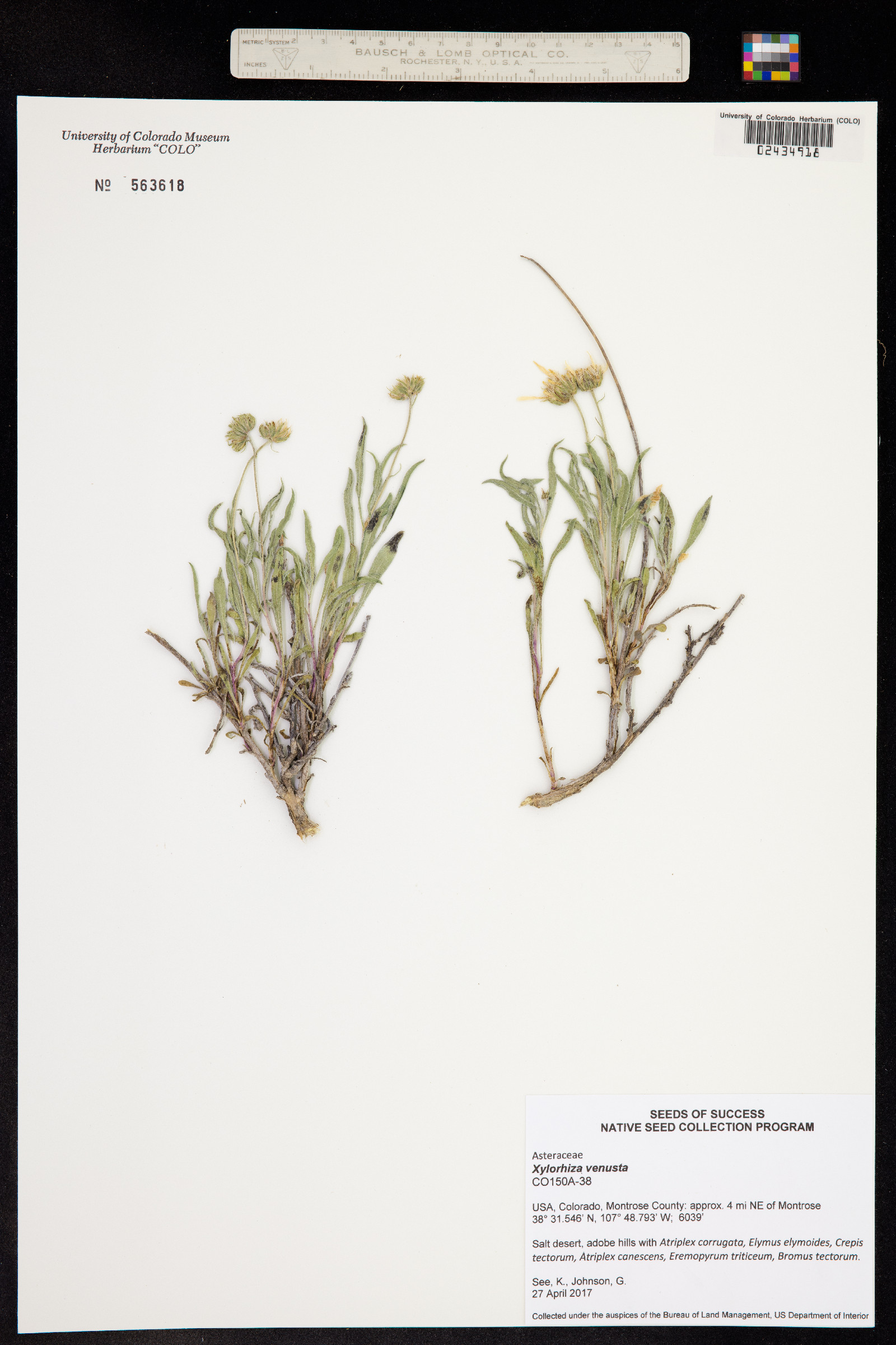Xylorhiza venusta image