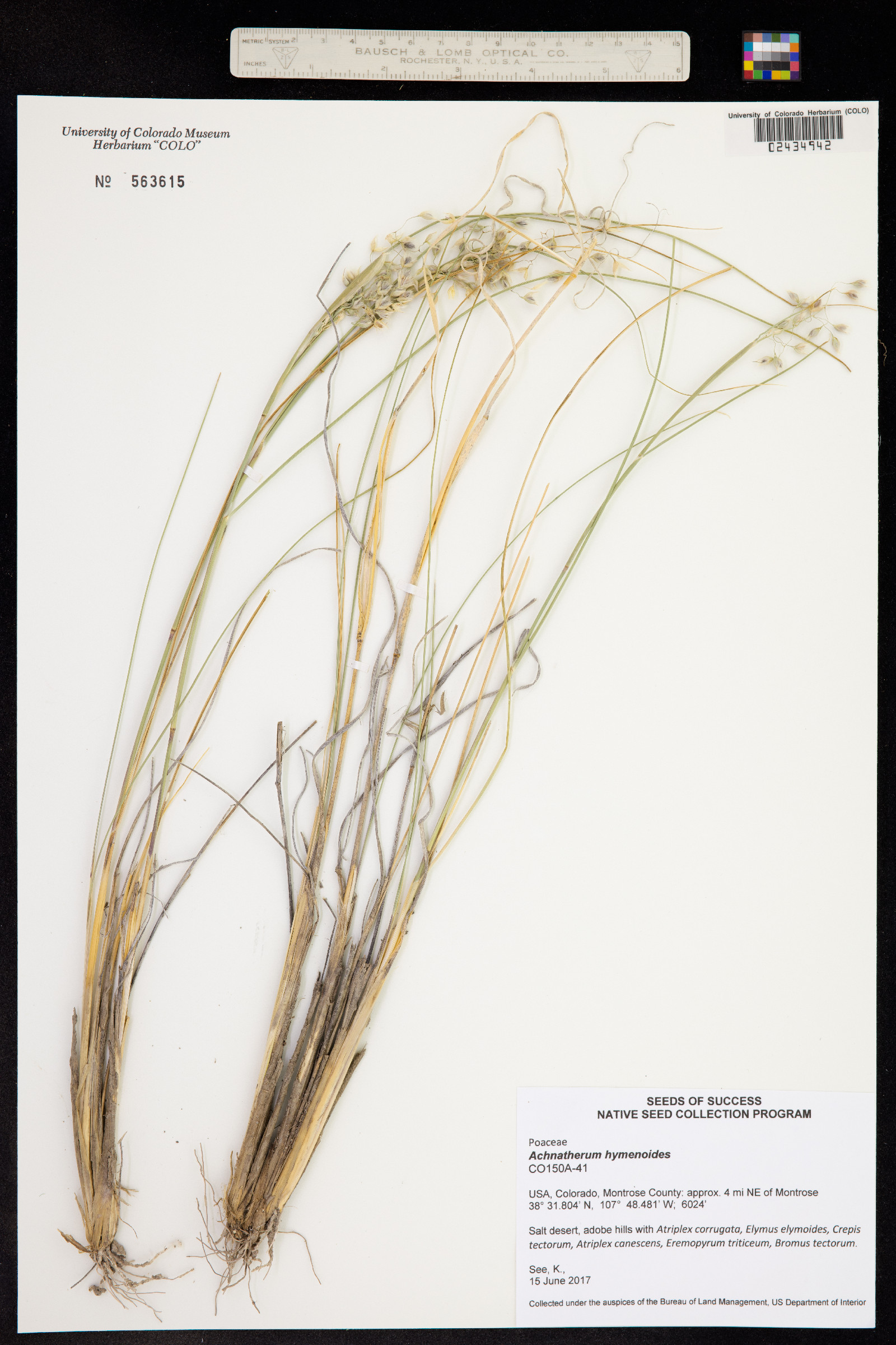 Achnatherum hymenoides image