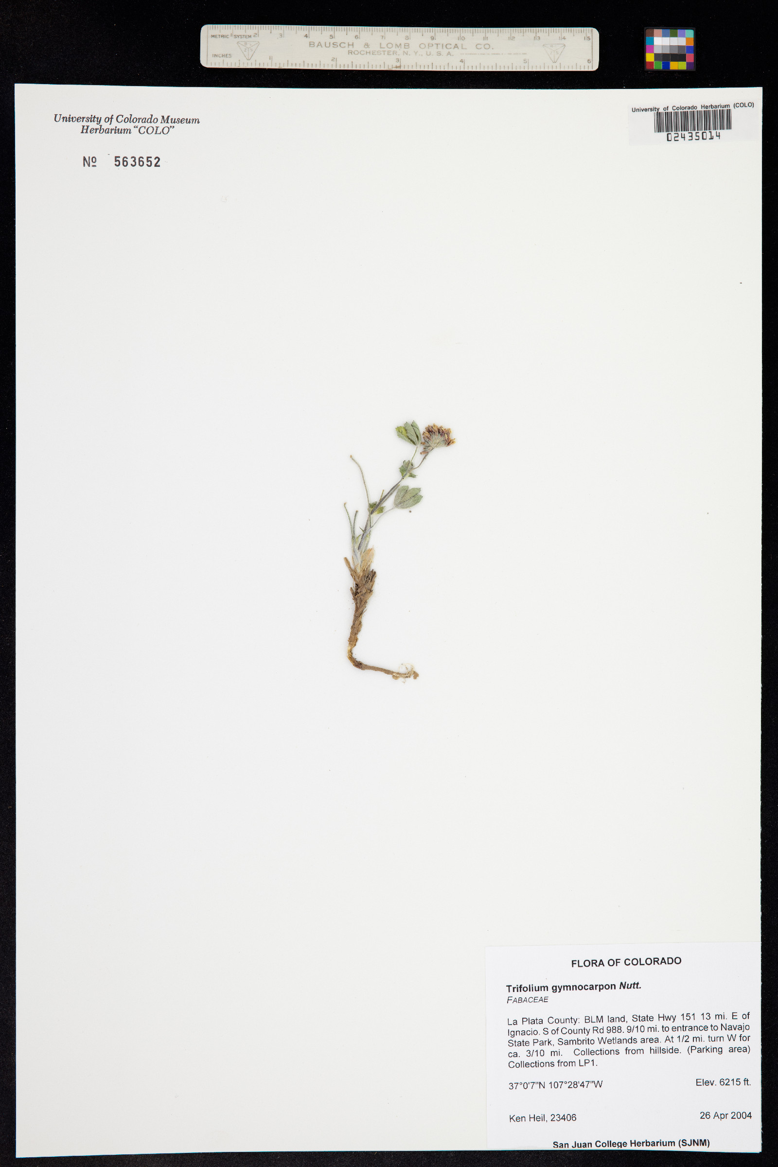 Trifolium gymnocarpon image