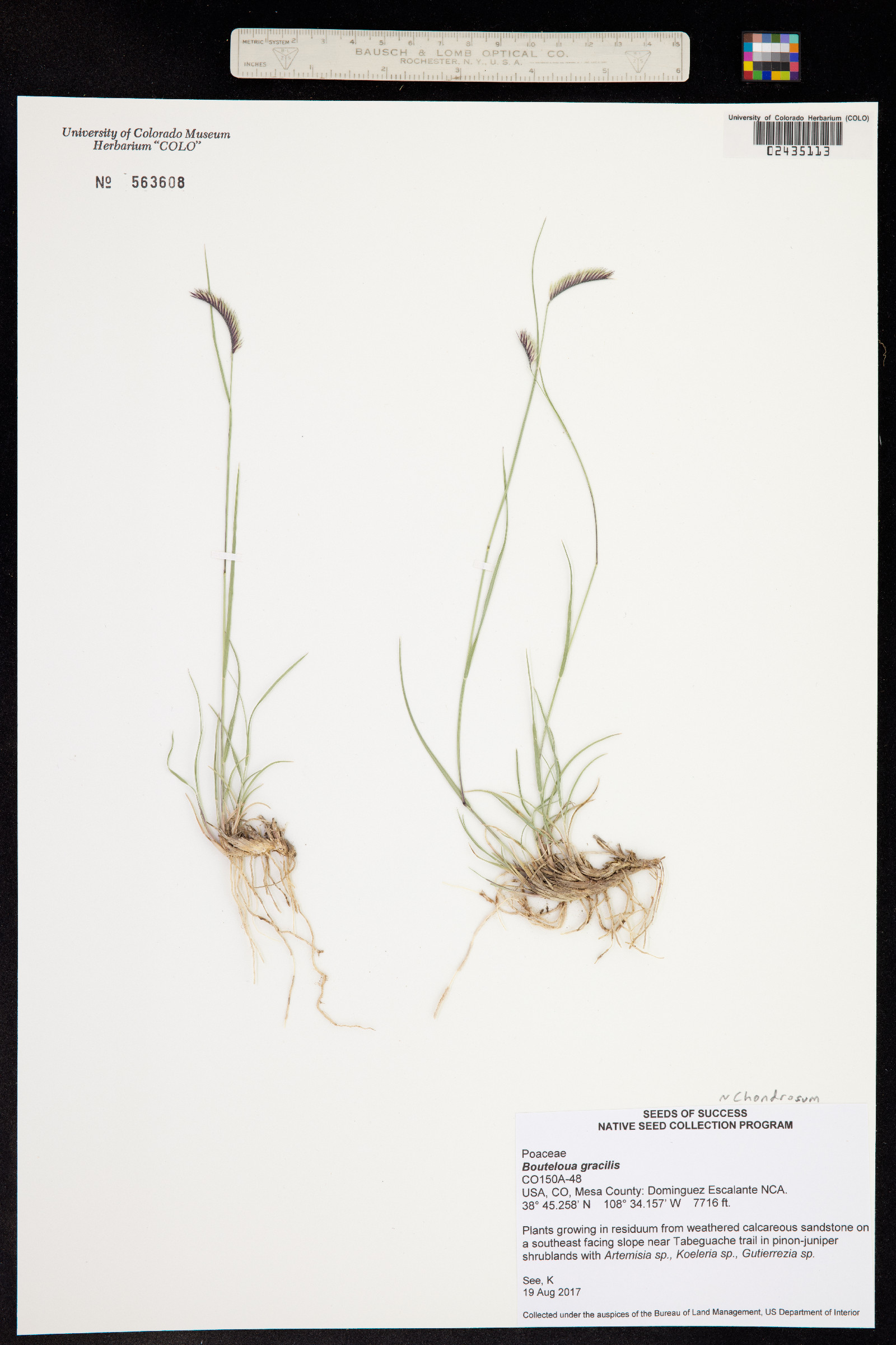 Bouteloua gracilis image