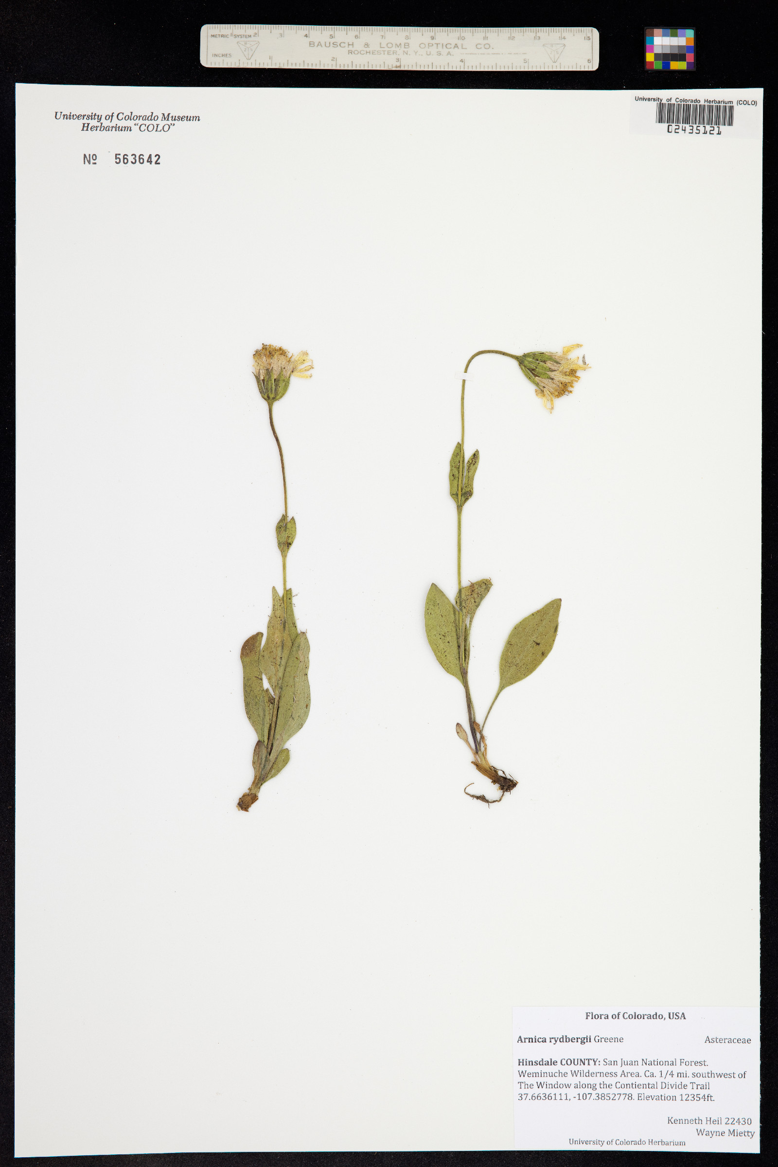 Arnica rydbergii image