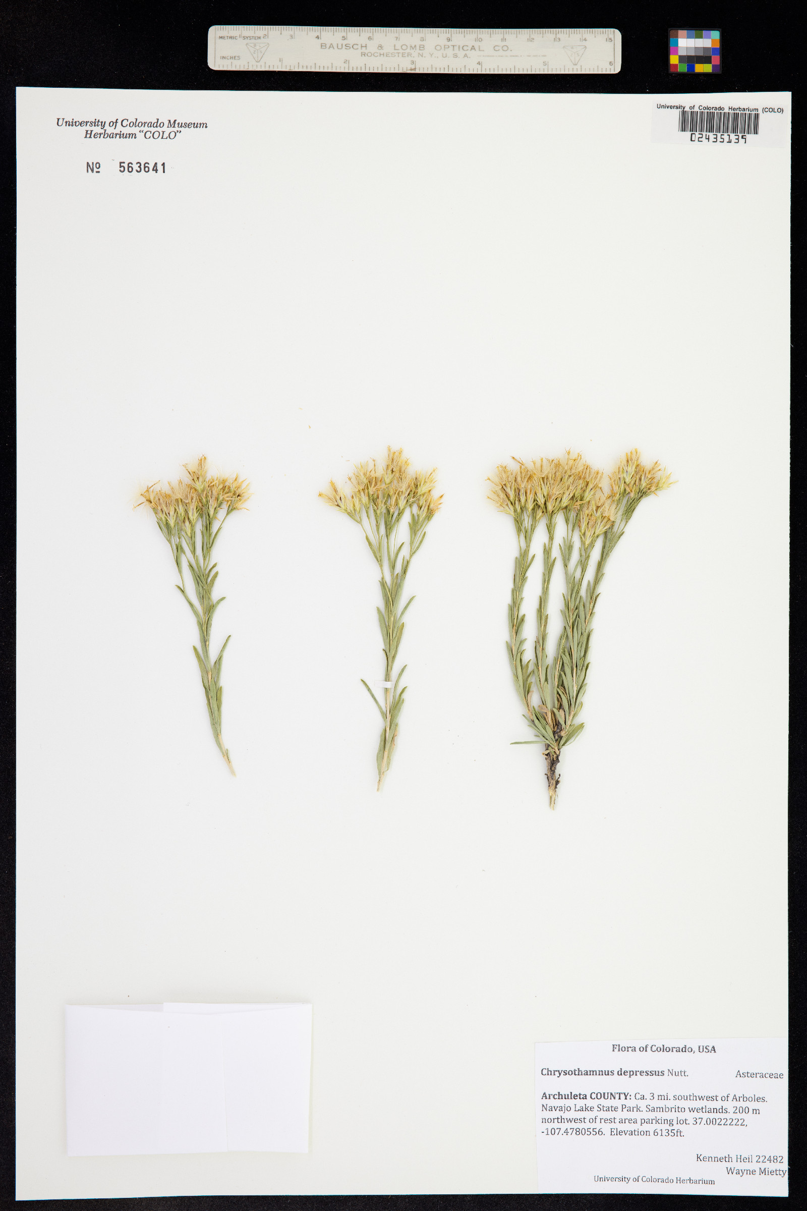 Chrysothamnus depressus image