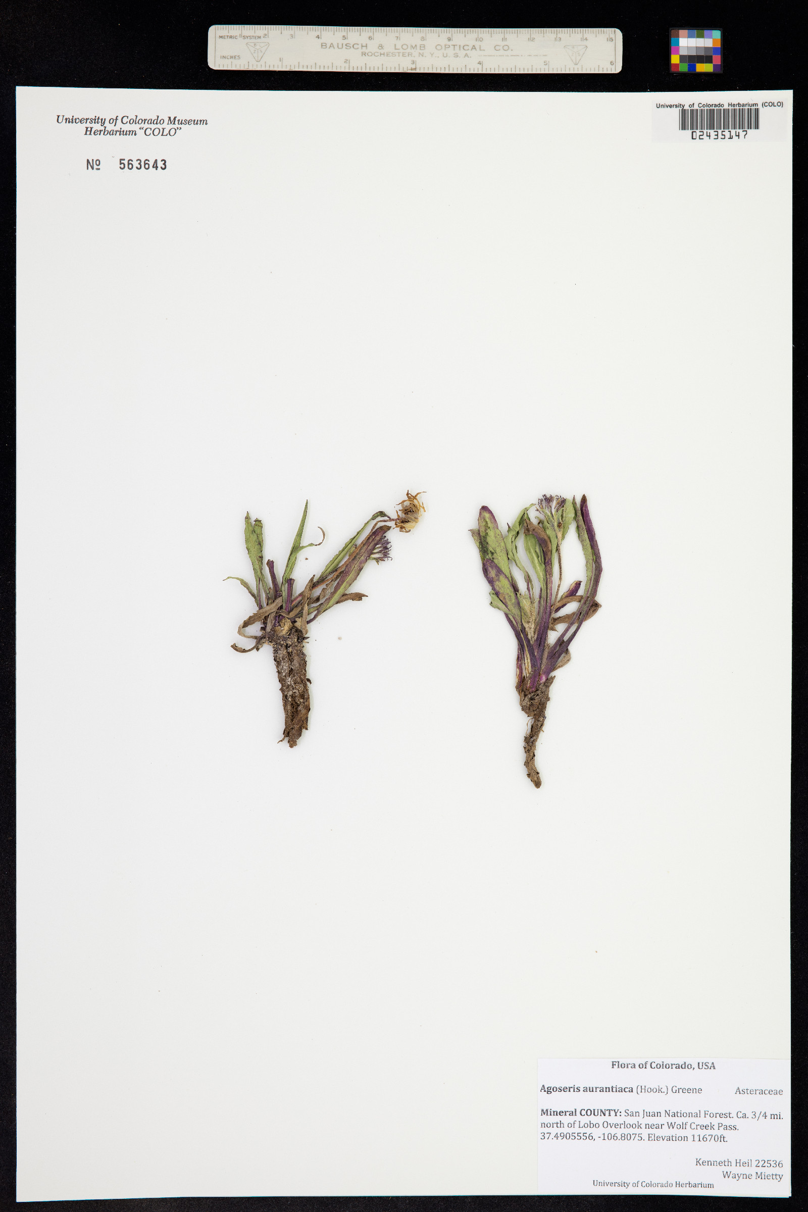 Agoseris aurantiaca image