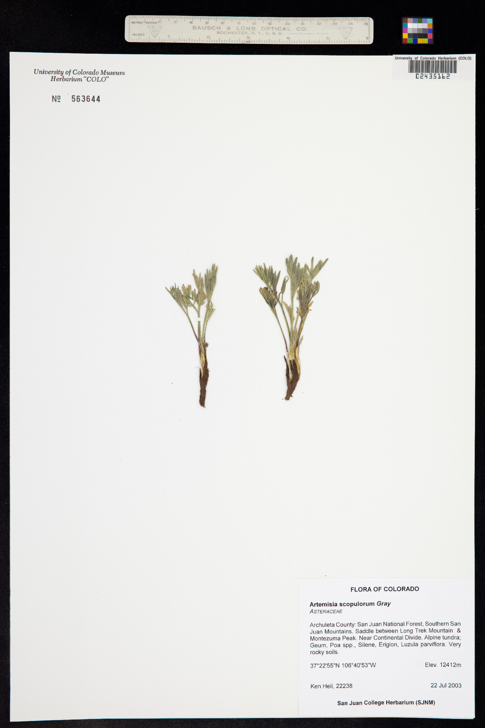 Artemisia scopulorum image