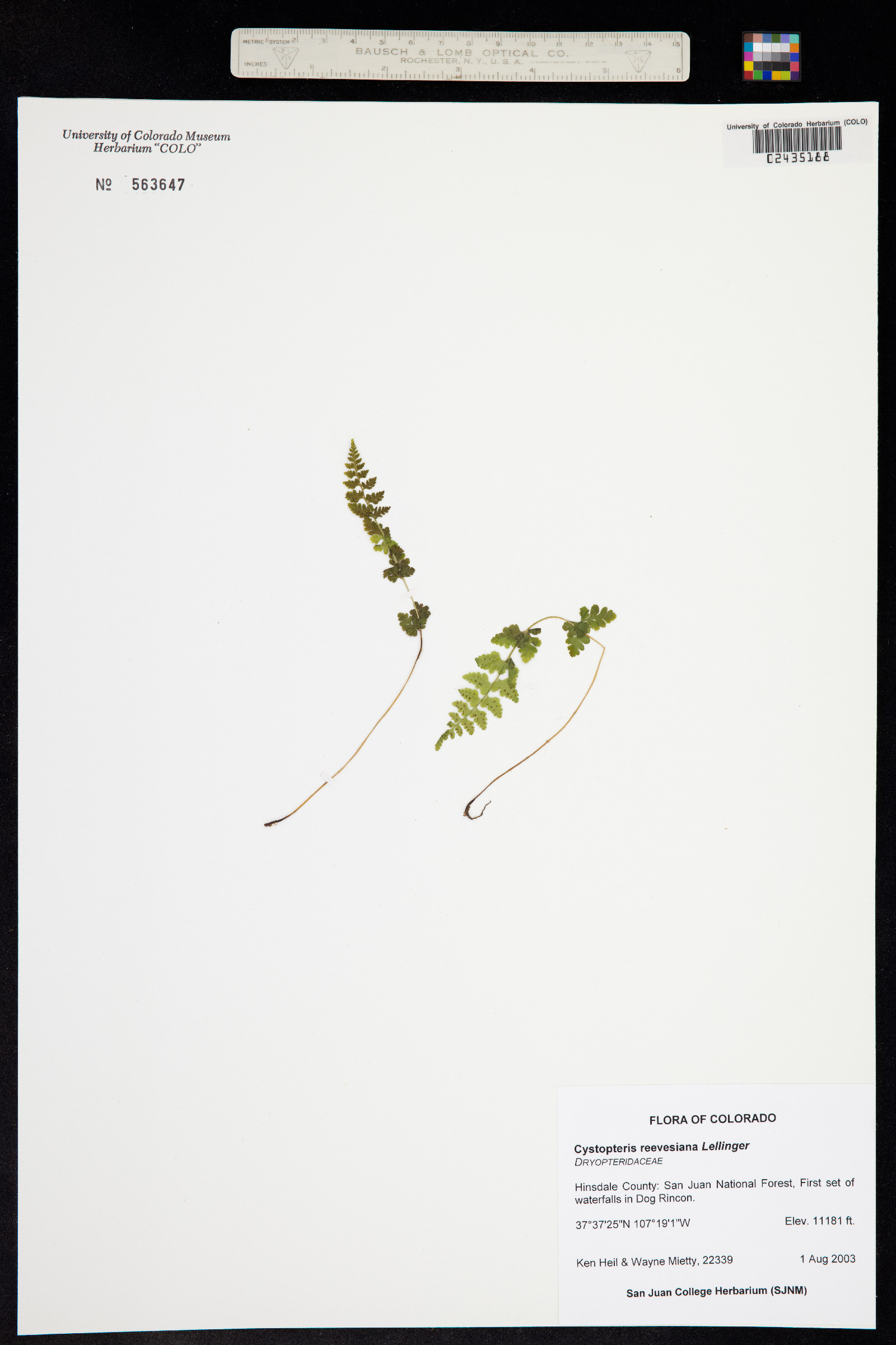 Cystopteris reevesiana image