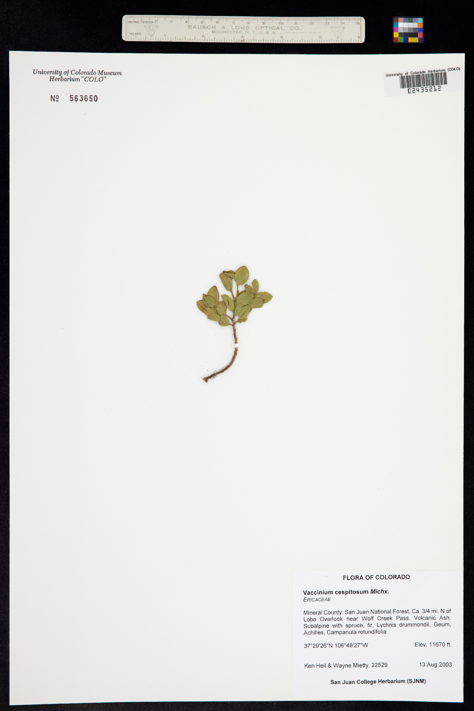 Vaccinium cespitosum image