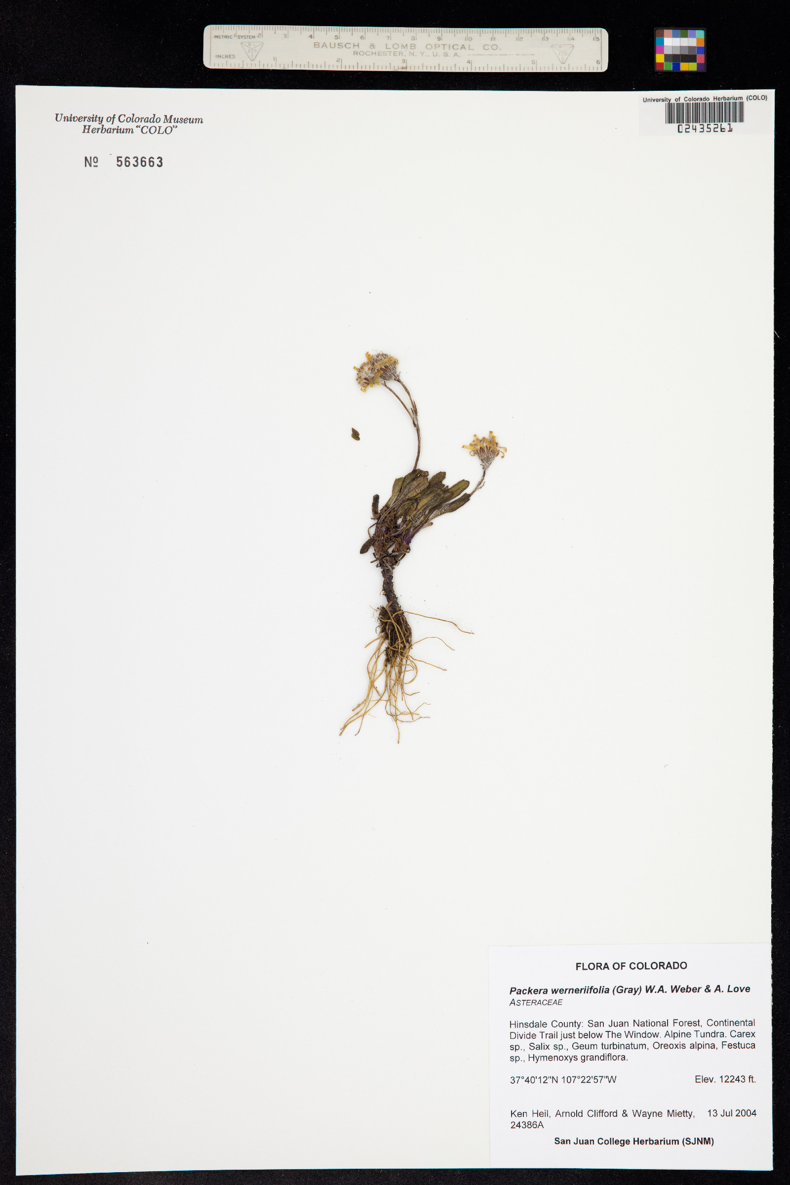 Packera werneriifolia image
